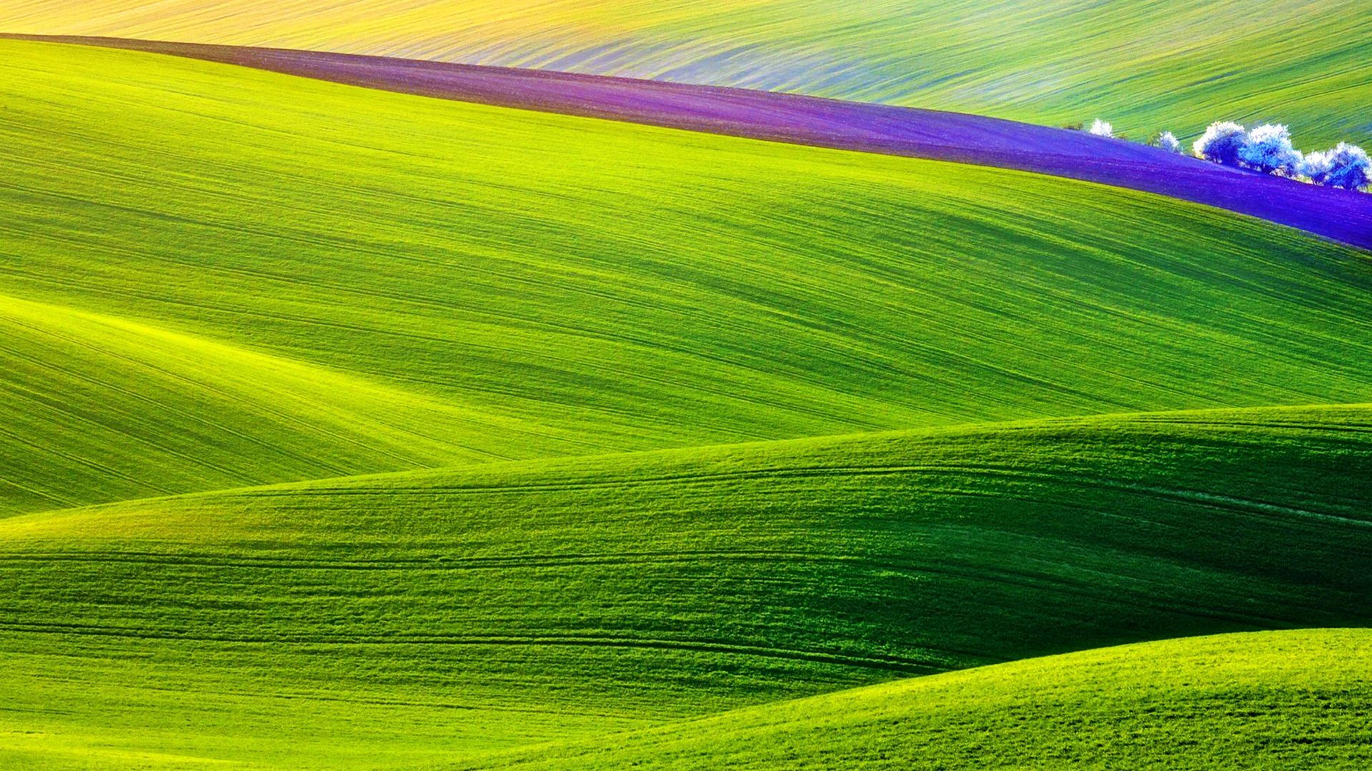 Sunny Spring Nature Green Field Wallpaper
