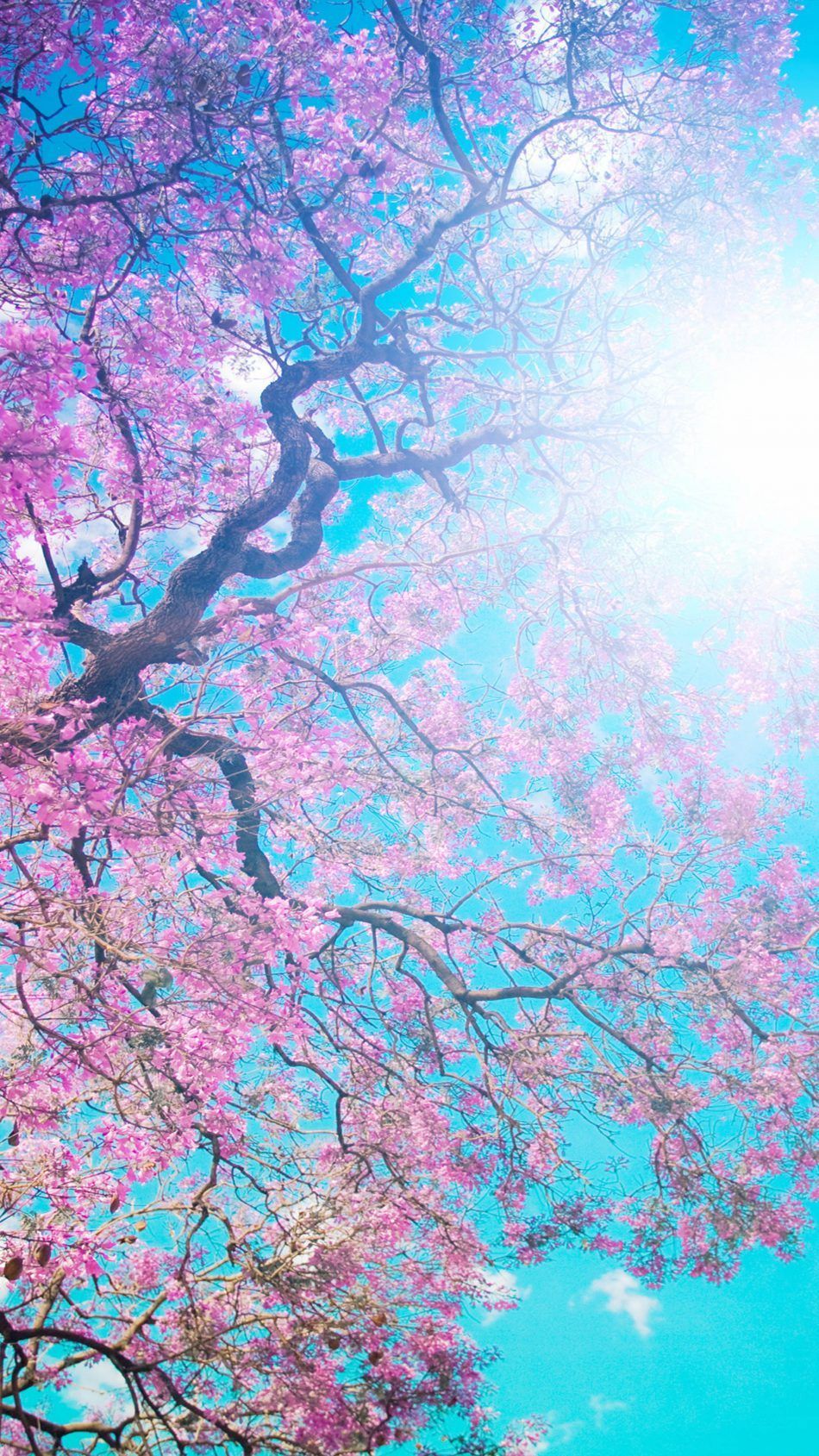Tree Sunny Spring Day. Spring wallpaper, Spring desktop wallpaper