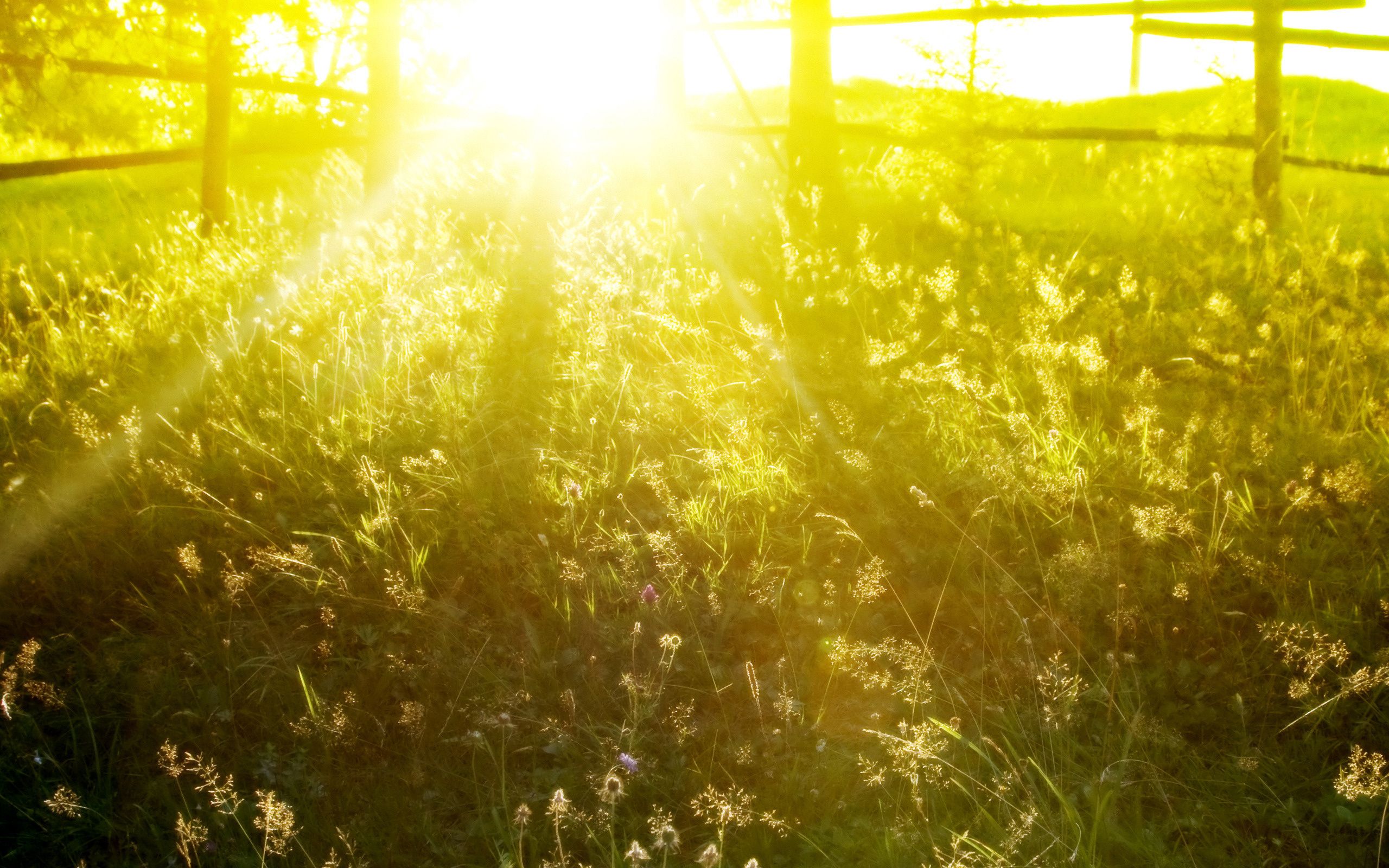 Sunny morning in the spring meadow Desktop wallpaper 1440x900