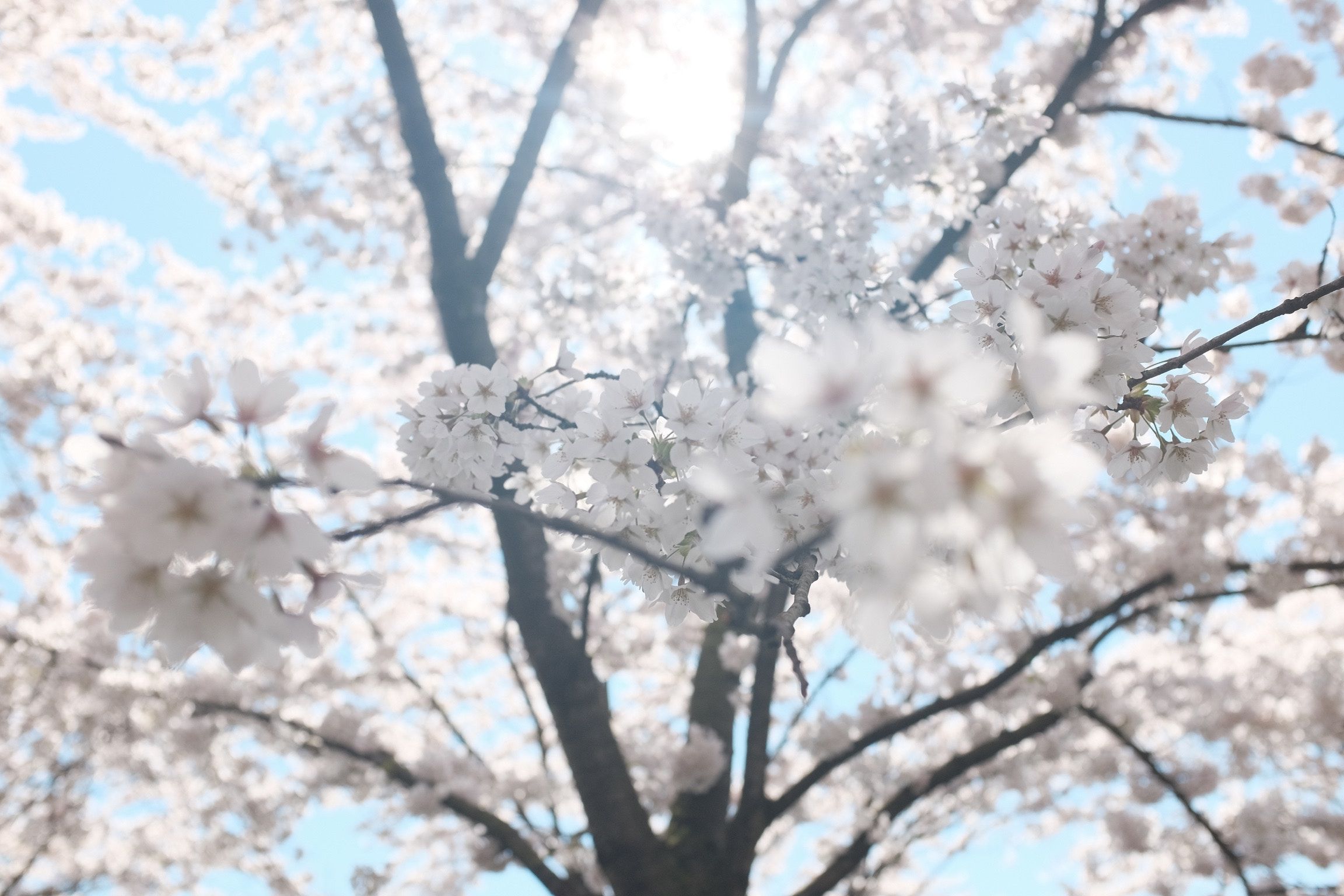 2304x1536 #pink, #happy, #sunshine, #sun, #wallpaper, #flower, #botanical, #blossom, #white, #tree, #sunny, #spring, #nature, #sakura, # branch, #sky, #PNG image, #soft, #bright, #cherry blossom, #bloom