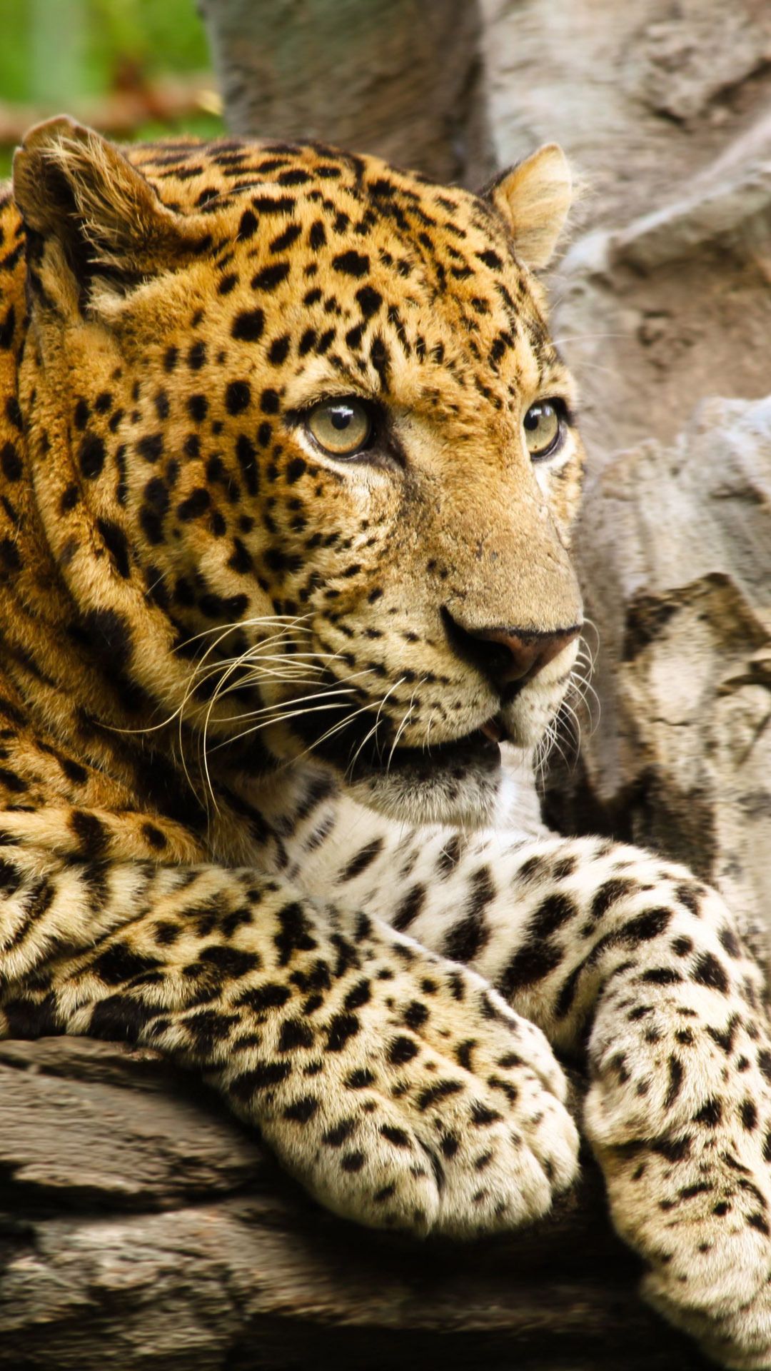 Free Download Awesome Cheetah Phone Image