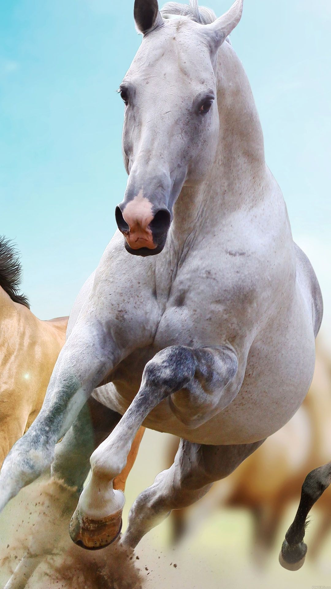 Horses Run Animal Android wallpaper HD wallpaper