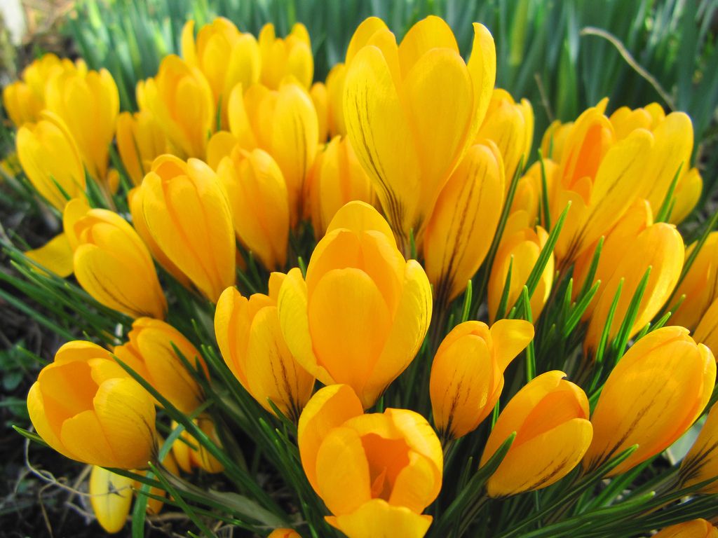 Yellow Crocuses wallpaperx768