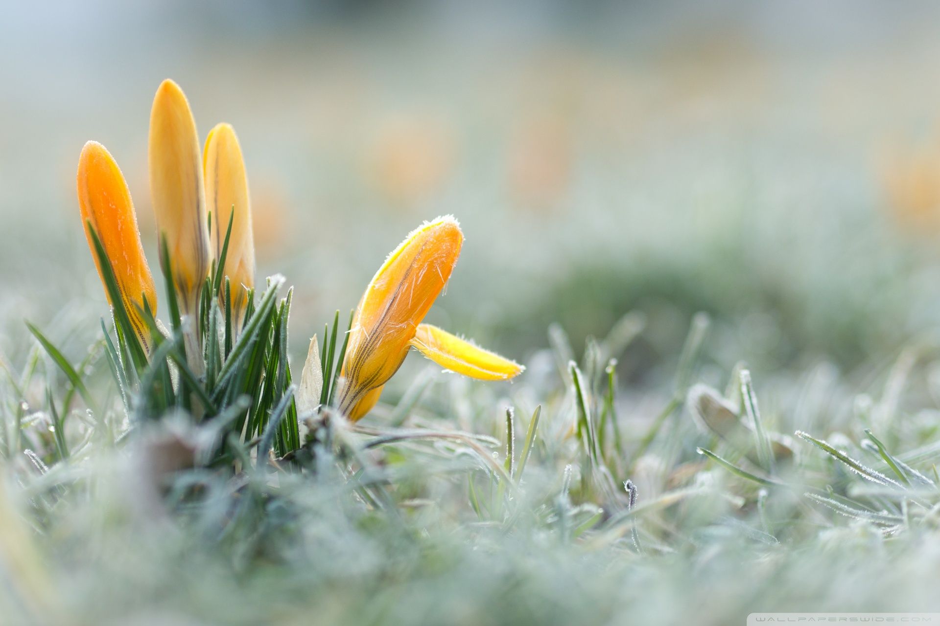 Yellow Crocuses Flowers, Early Spring Ultra HD Desktop Background