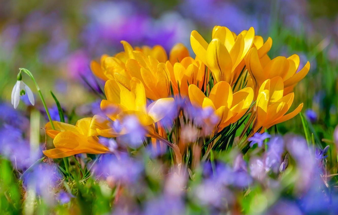 Wallpaper flowers, glade, spring, yellow, crocuses, bokeh image