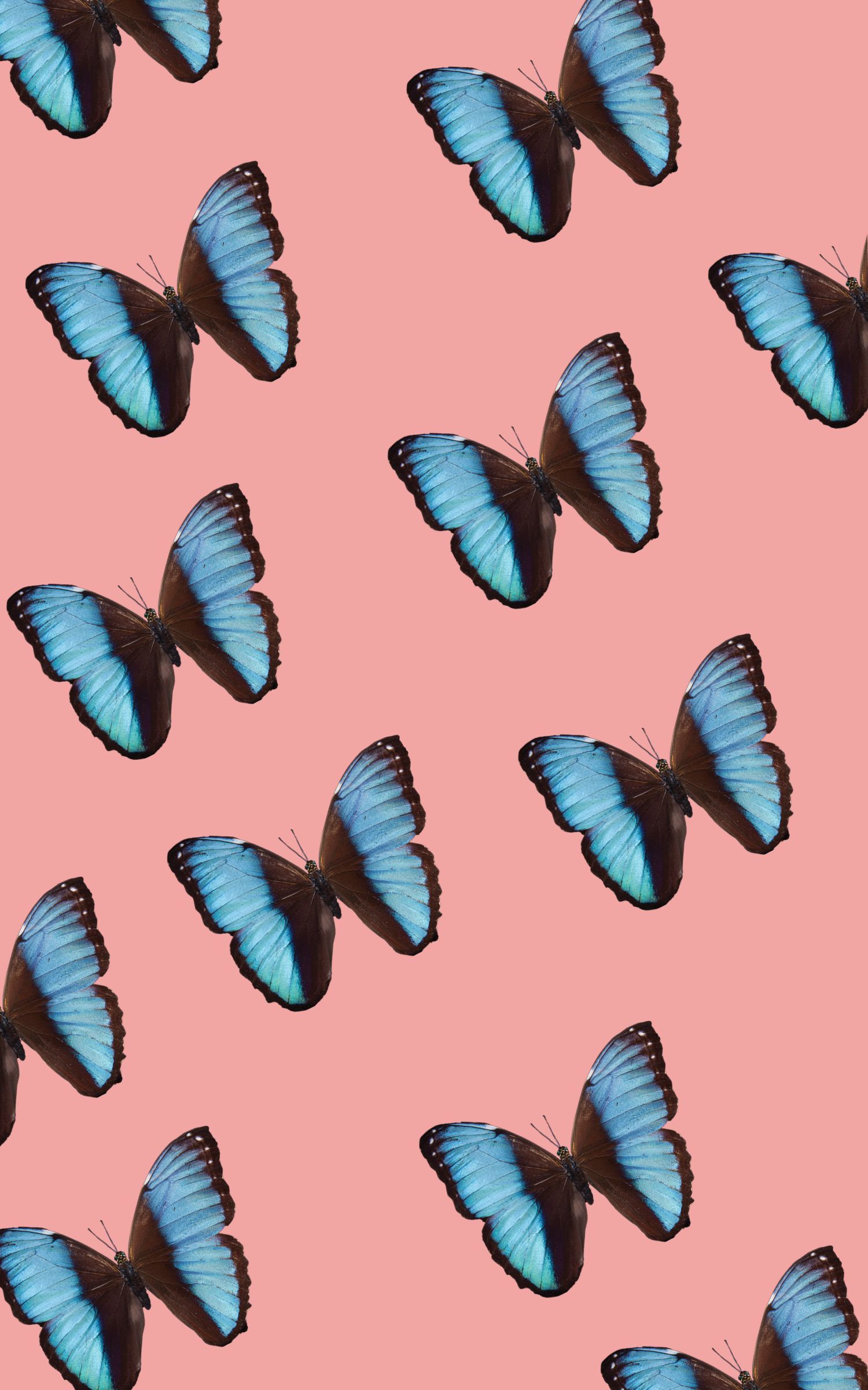 butterflies. iPhone background. Blue butterfly wallpaper