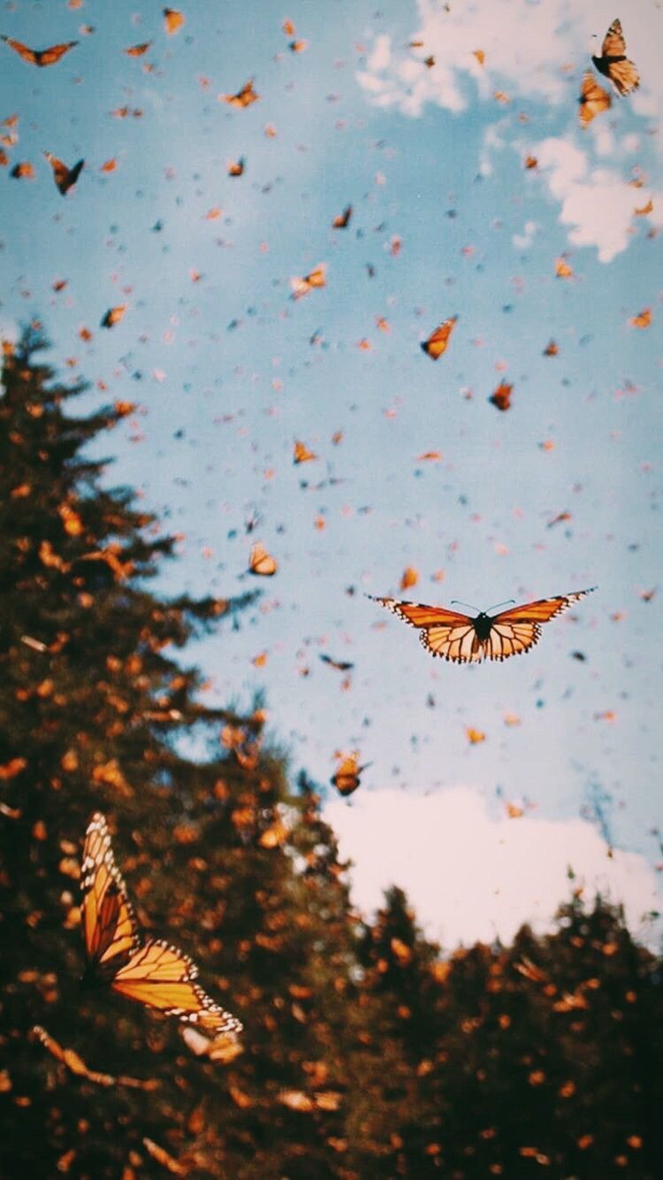 Cute Orange Butterfly Wallpaper