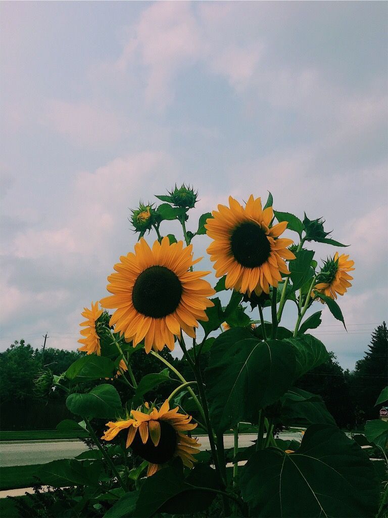 Cute Photography, Sunflowers, Phone Background, Wallpaper