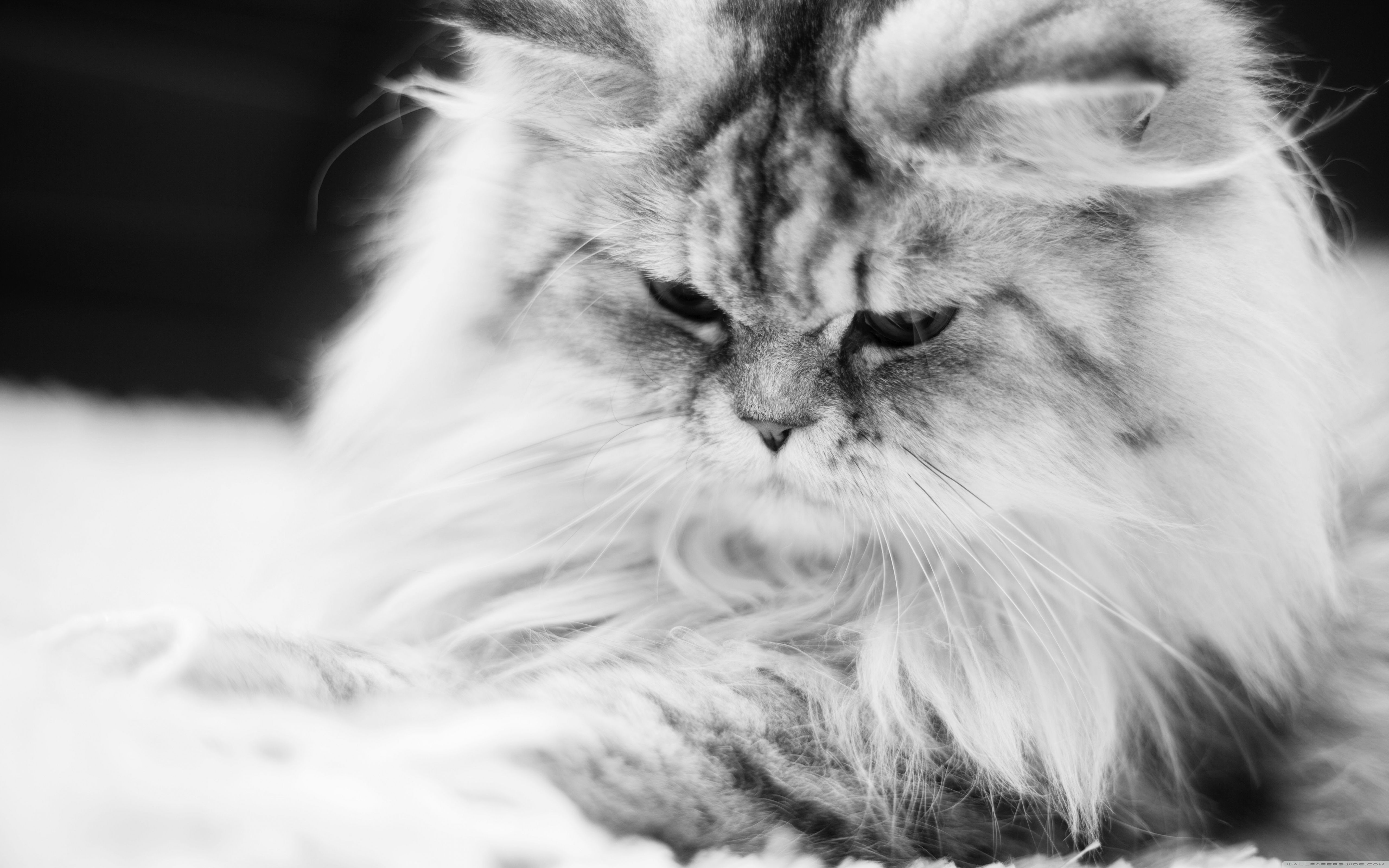 Cute Fluffy Cat Black and White Ultra HD Desktop Background