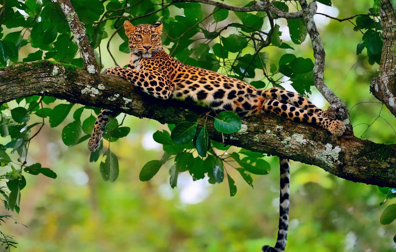 Wallpaper stay, foliage, branch, jungle, leopard, bokeh image