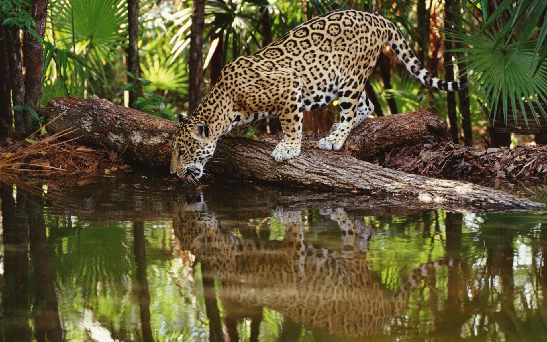 Leopard Drinking Water in Amazon jungle [1920x1200]