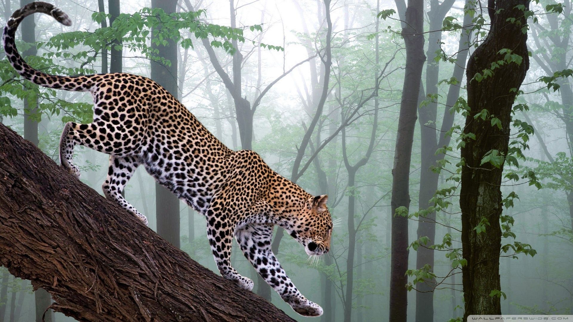 Leopard In Jungle Ultra HD Desktop Background Wallpaper for 4K UHD