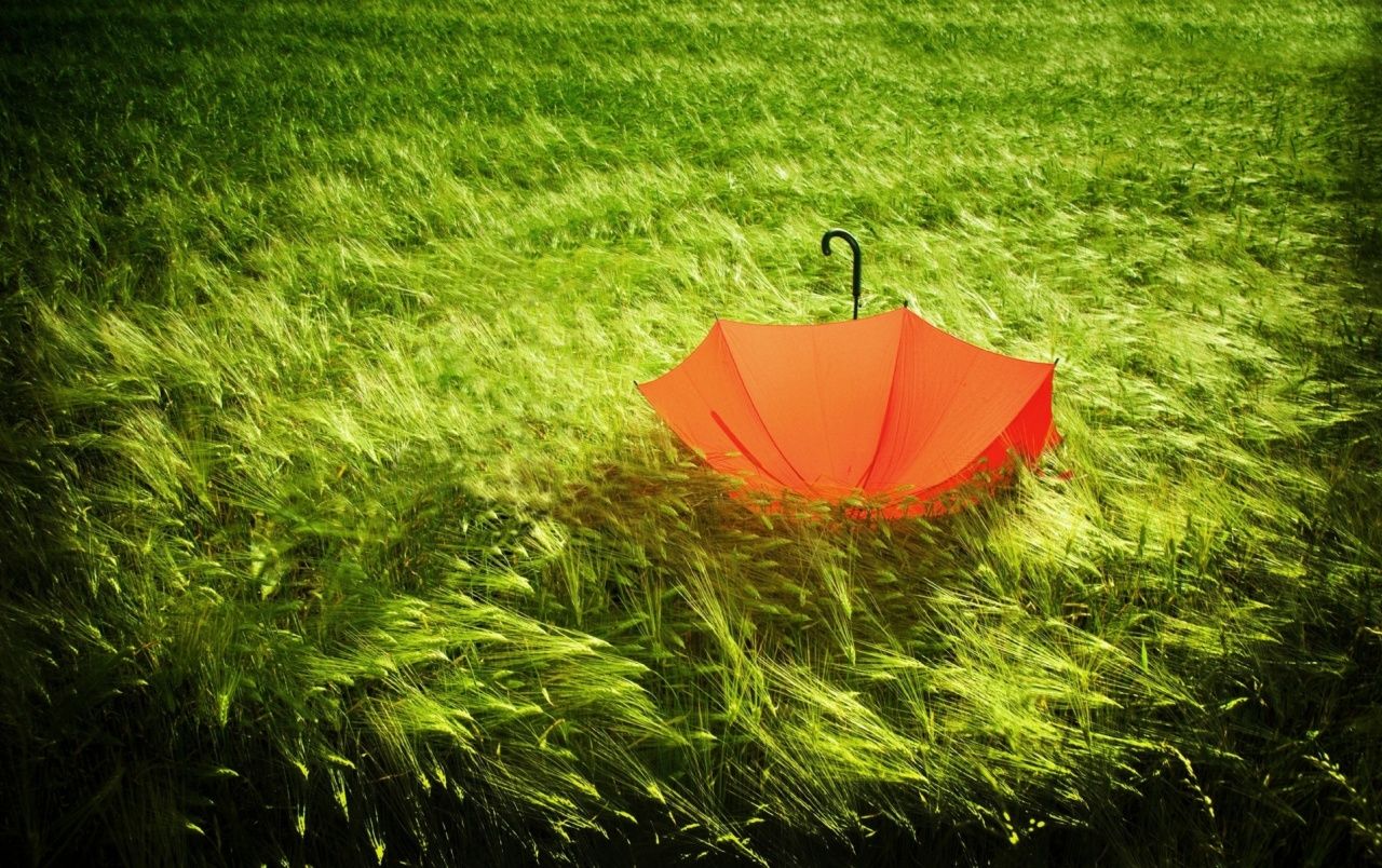 Field Umbrella Wallpapers Wallpaper Cave