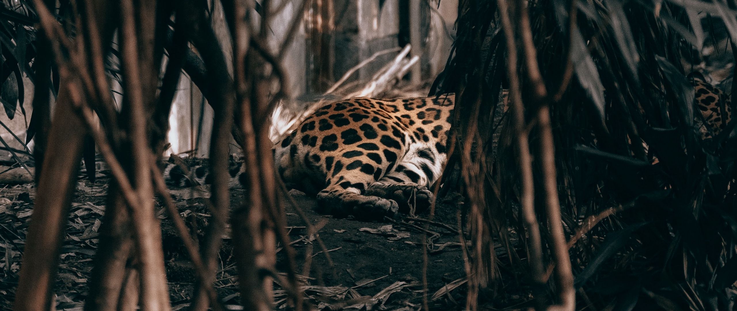 Download wallpaper 2560x1080 leopard, bushes, predator, jungle