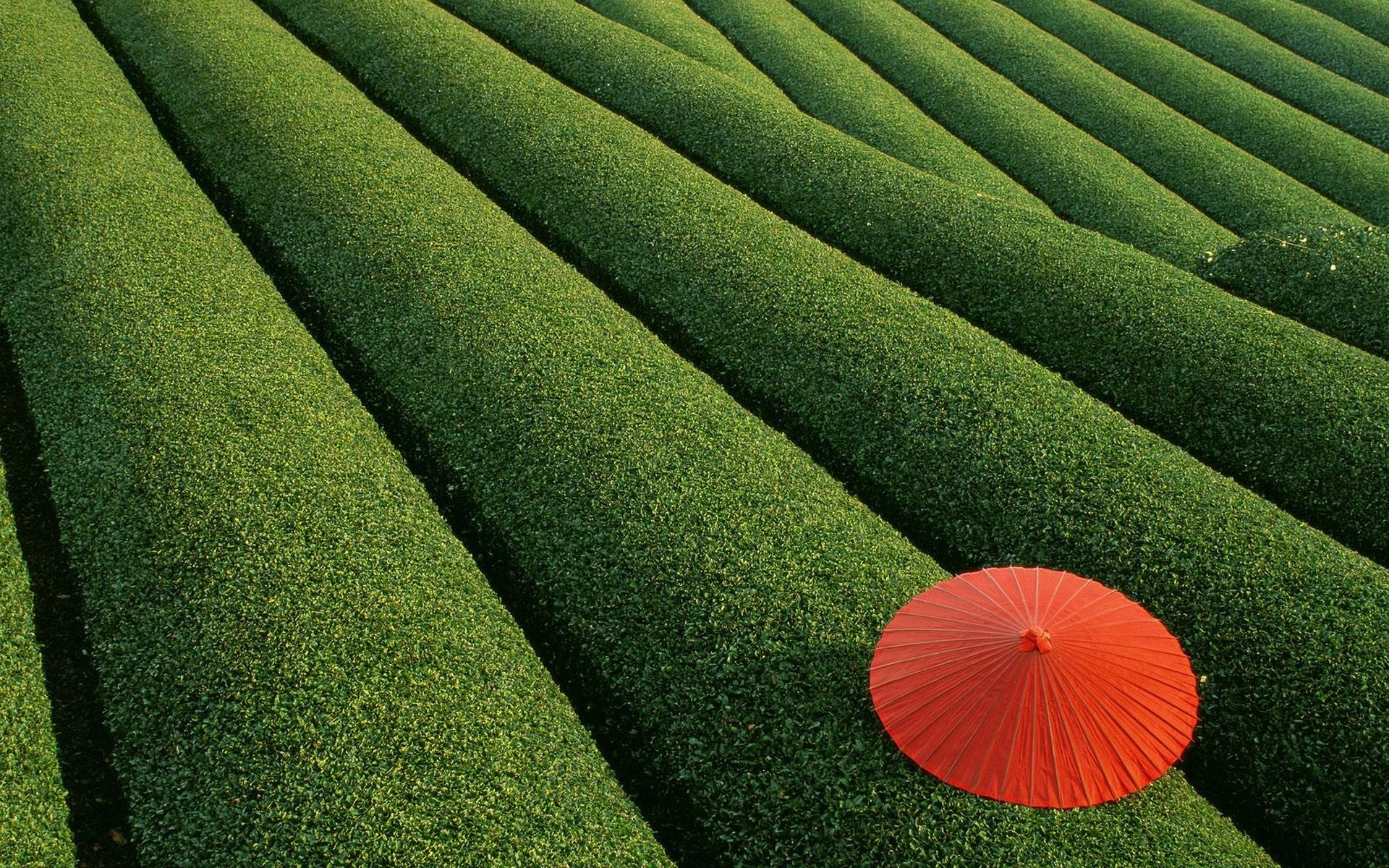 Japan red umbrella field wallpaperx1200