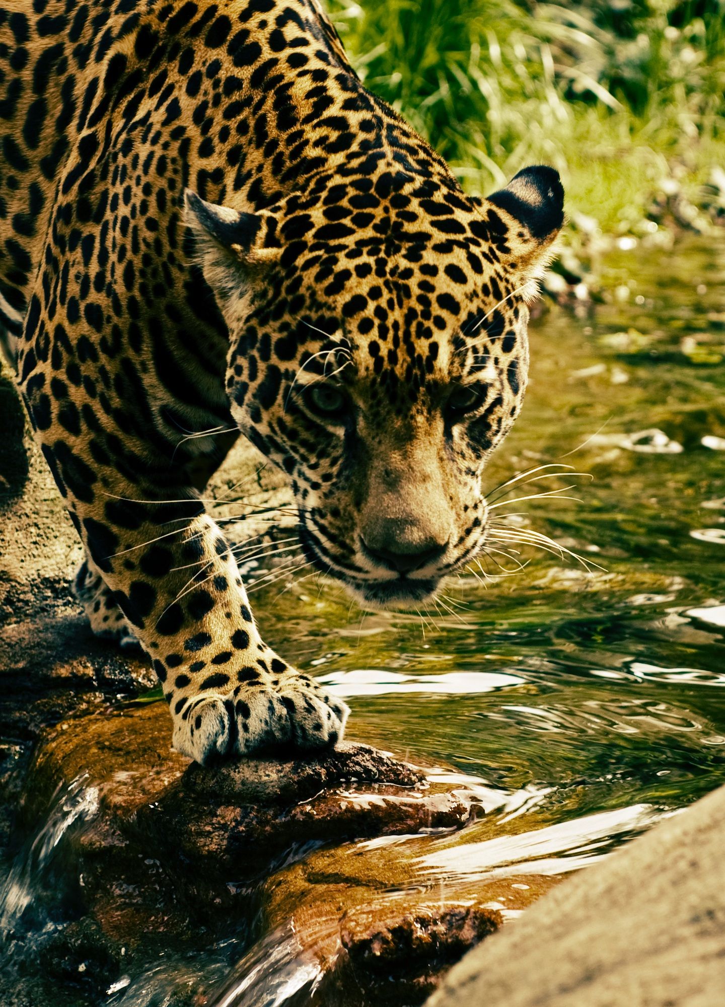 Download 1440x2630 wallpaper predator, jungle, wild animal