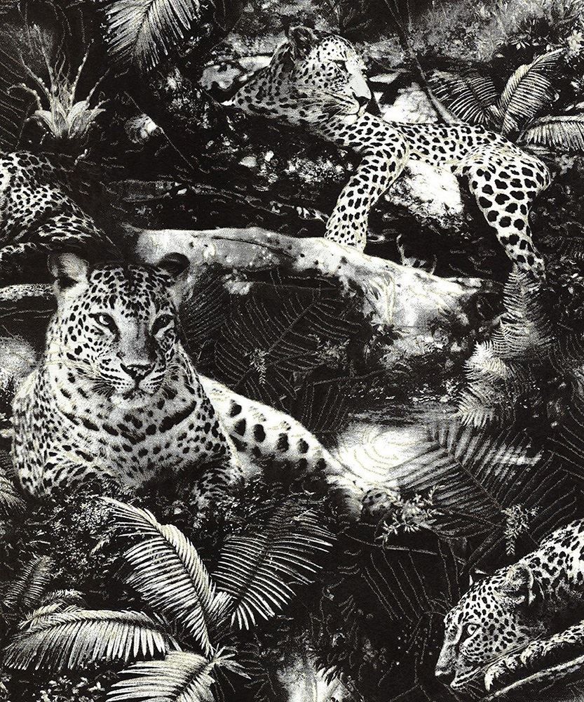 Leopard Jungle Wallpaper & Background Download