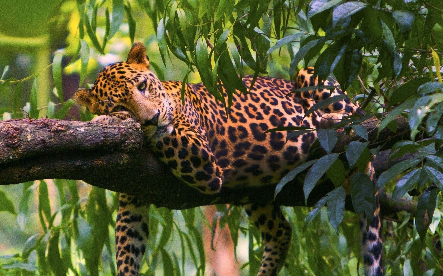 The rest of the predator leaves the tree leopard