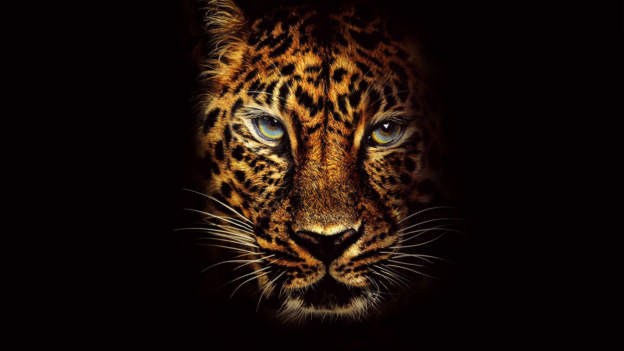 Download 2048x1152 wallpaper leopard, predator, jumanji: welcome