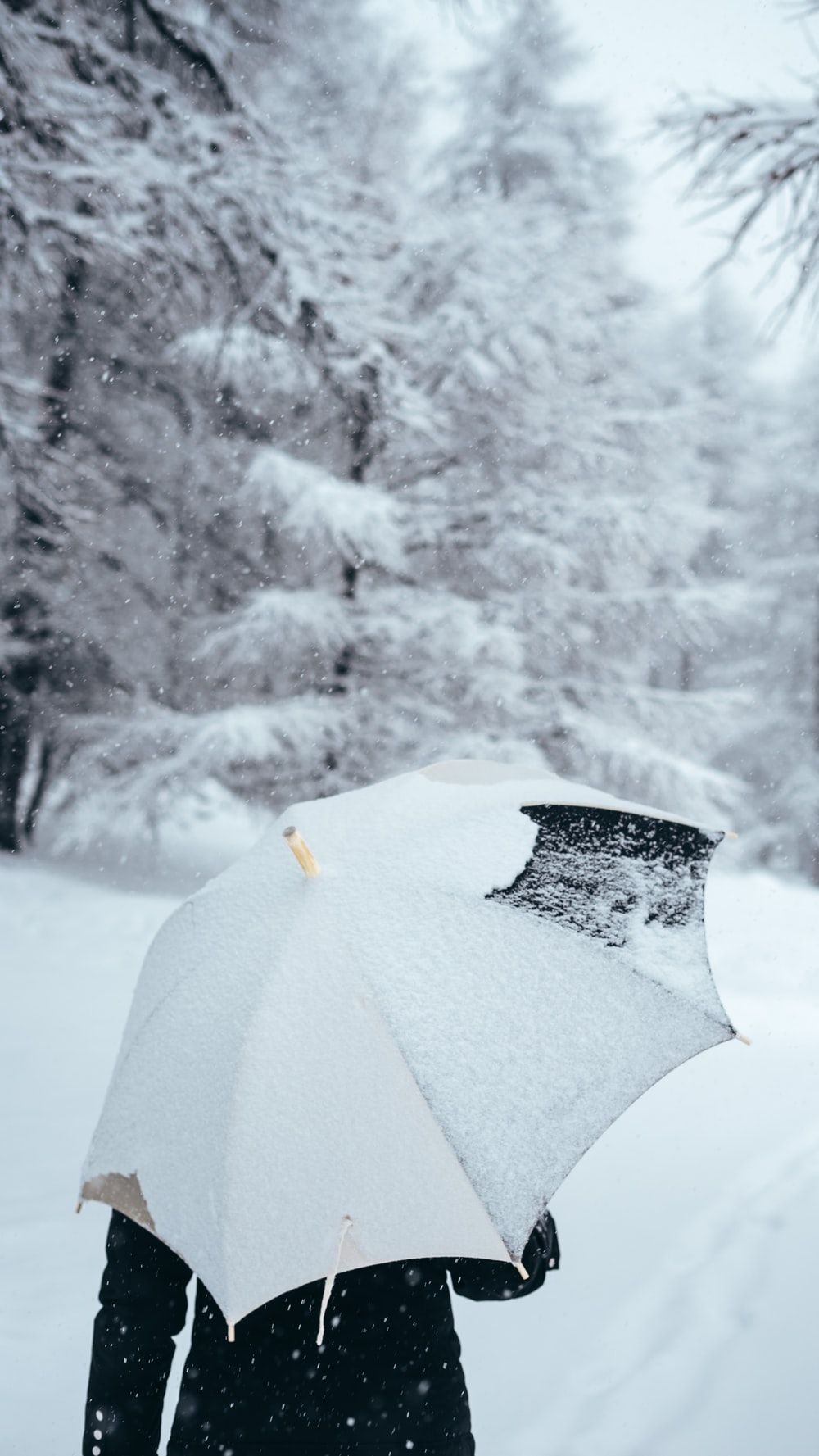 Snowy Umbrella Picture. Download Free Image