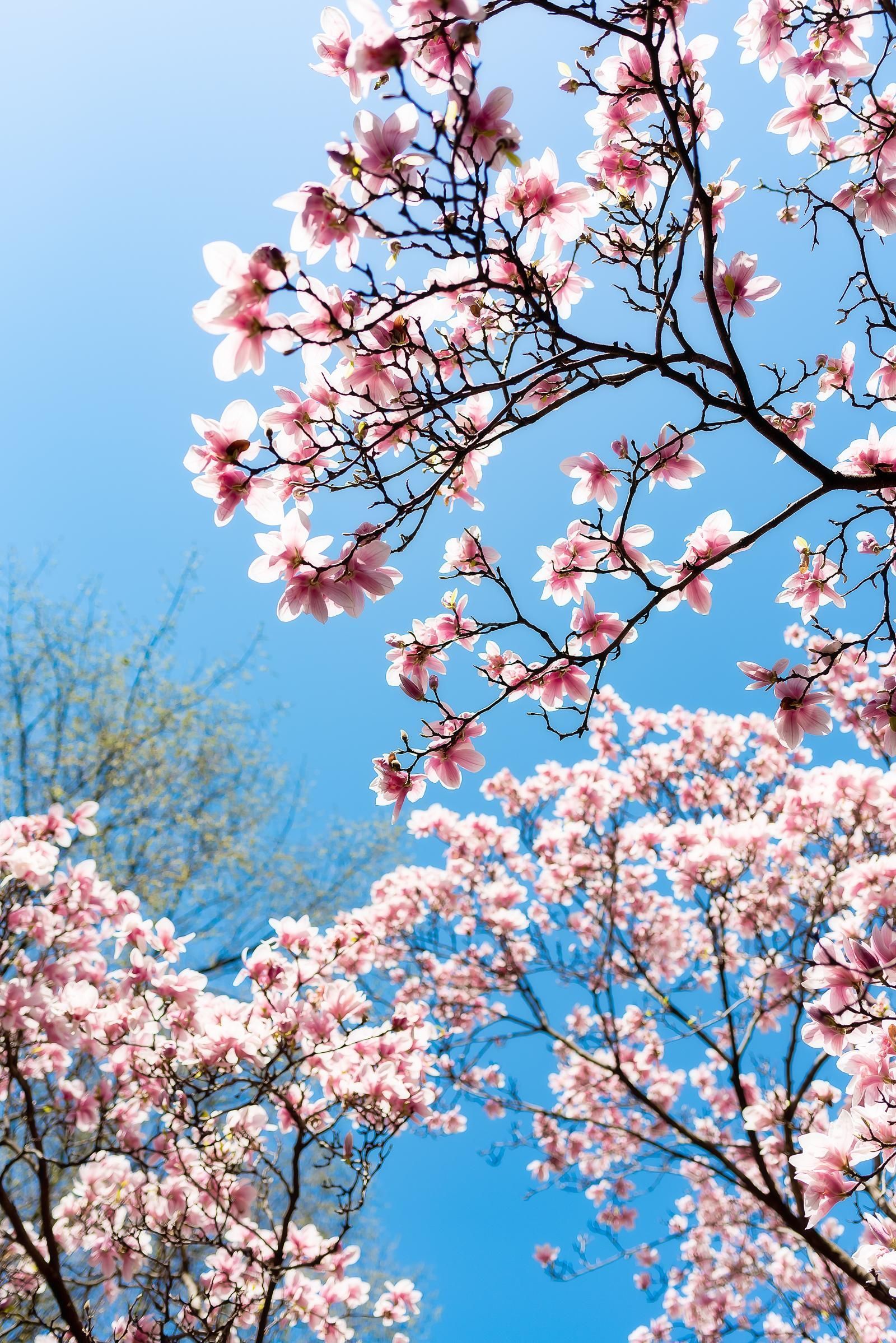  Aesthetic  Spring Flowers  Wallpapers  Wallpaper  Cave