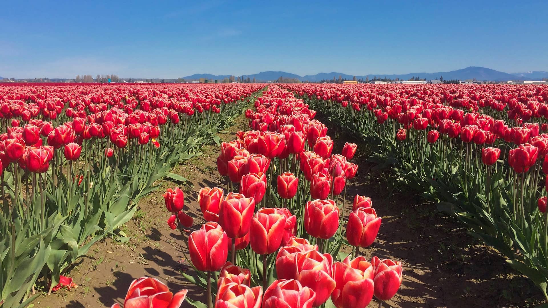 La Conner Daffodil Festival Washington Wallpapers Wallpaper Cave