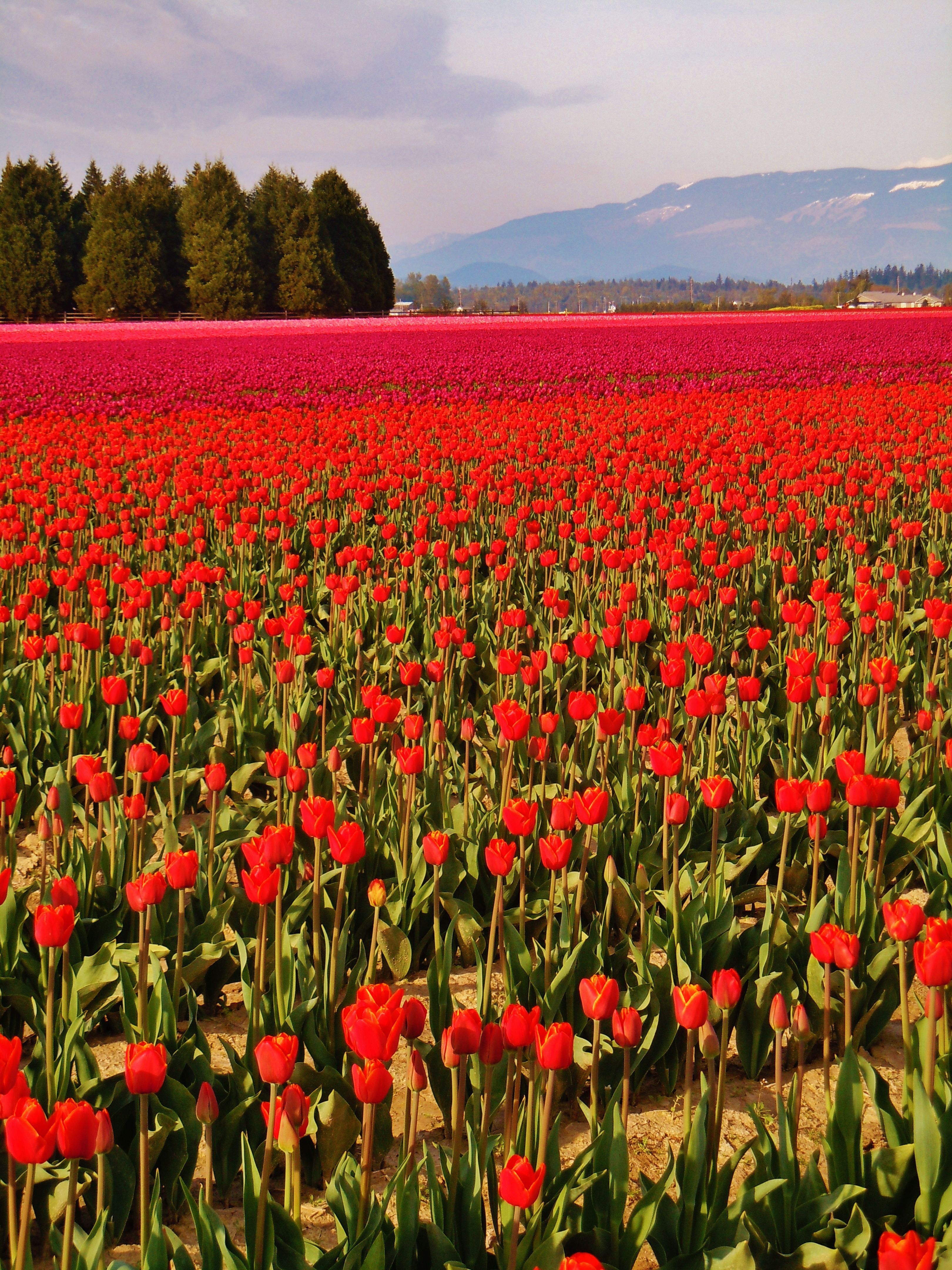 La Conner Daffodil Festival Washington Wallpapers Wallpaper Cave