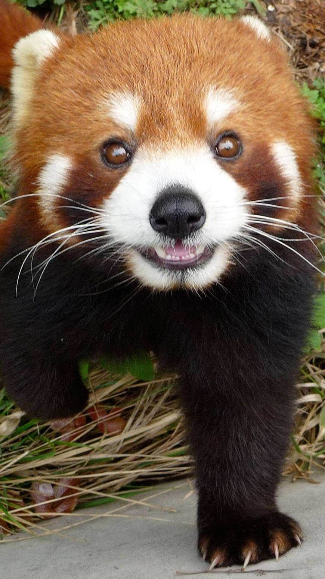 Cute Red Panda Wallpaper iPhone HD. Cute animals, Panda