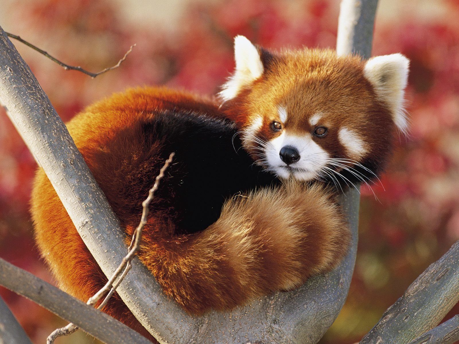 Red Panda HD Wallpaper and Background Image