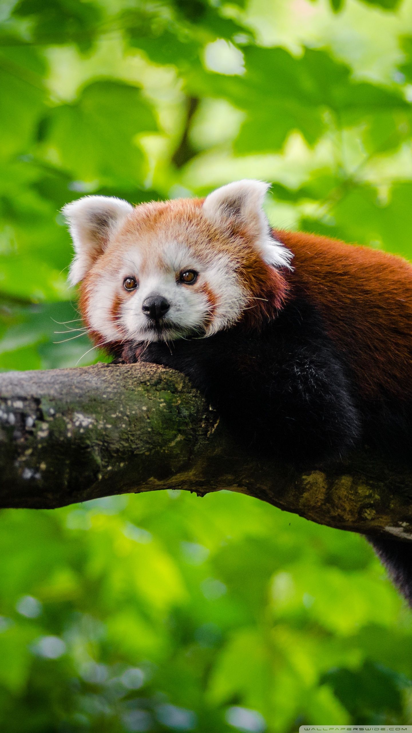 Red Panda Photos Download The BEST Free Red Panda Stock Photos  HD Images