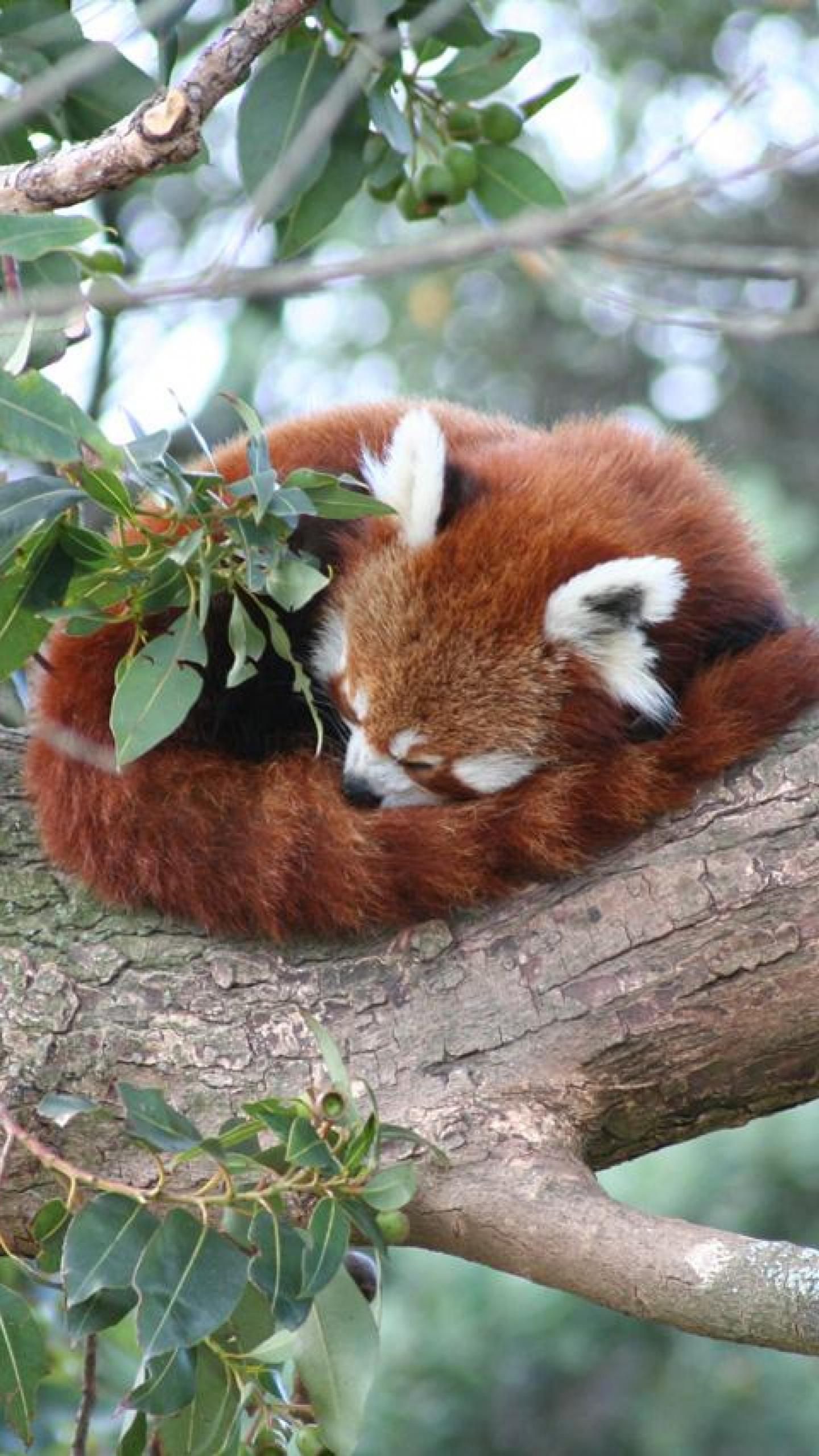 Red Panda Mobile Phone Background