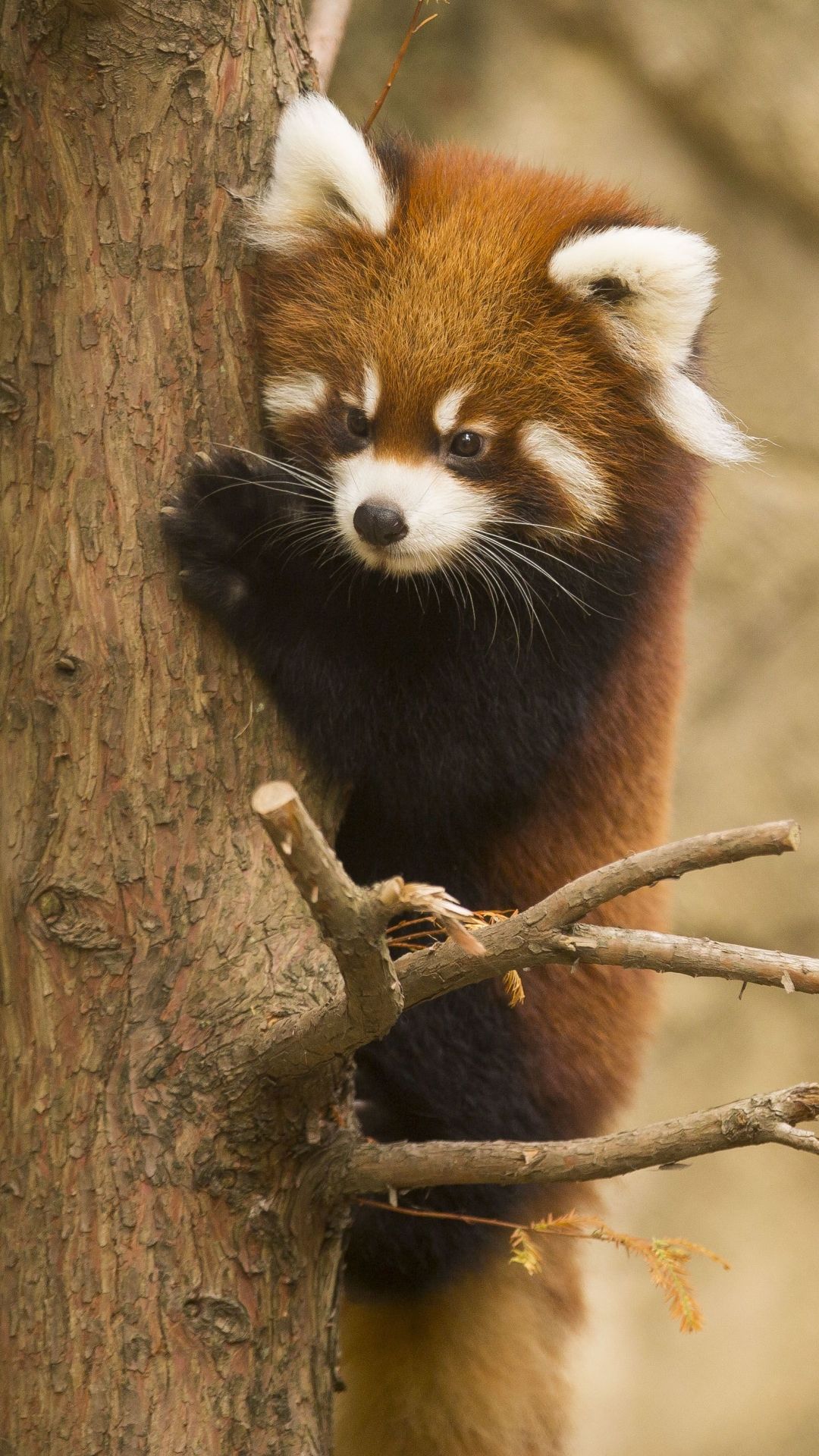 Animal Red Panda Chicago Zoo Mobile Wallpaper. Red panda, Red panda cute, Panda wallpaper