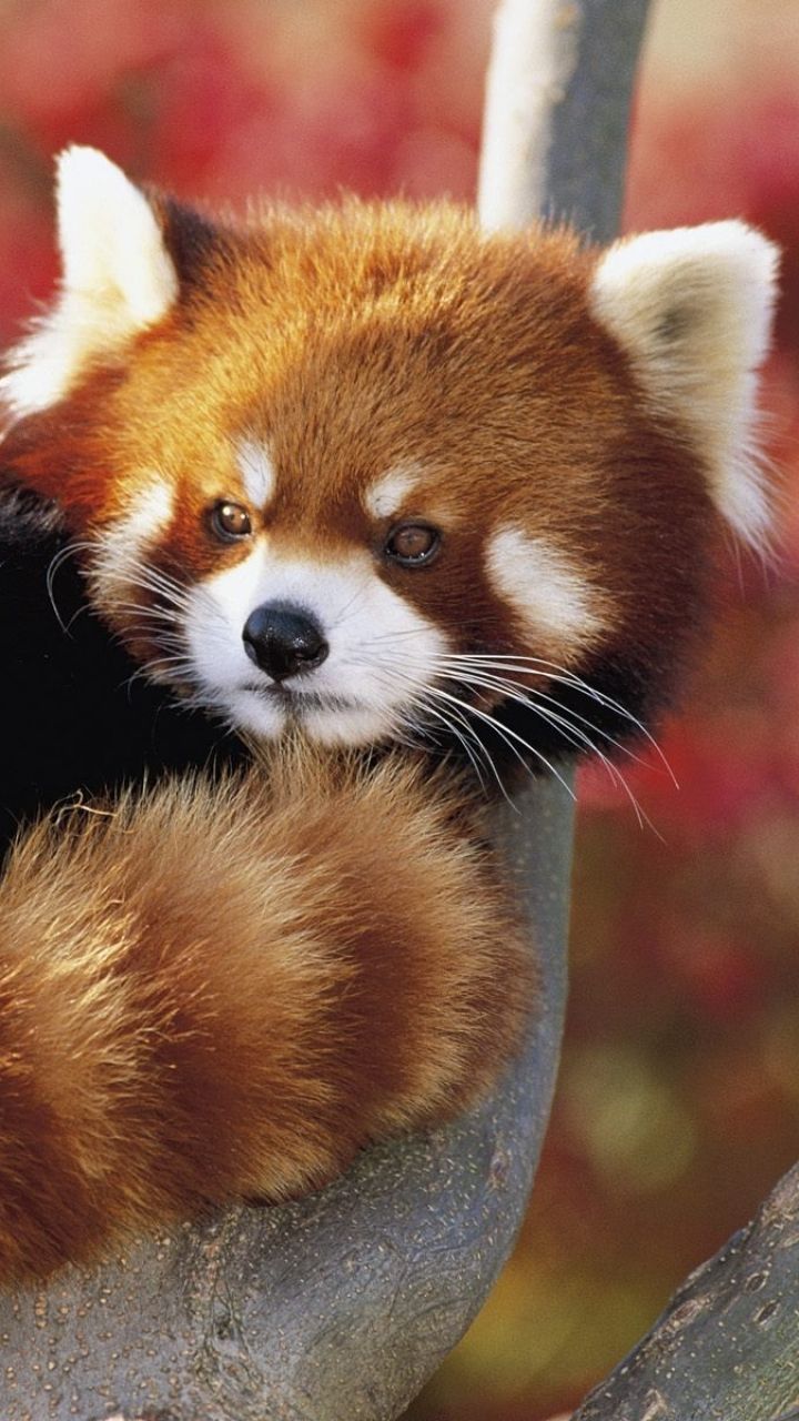 Animal Red Panda (720x1280) Wallpaper