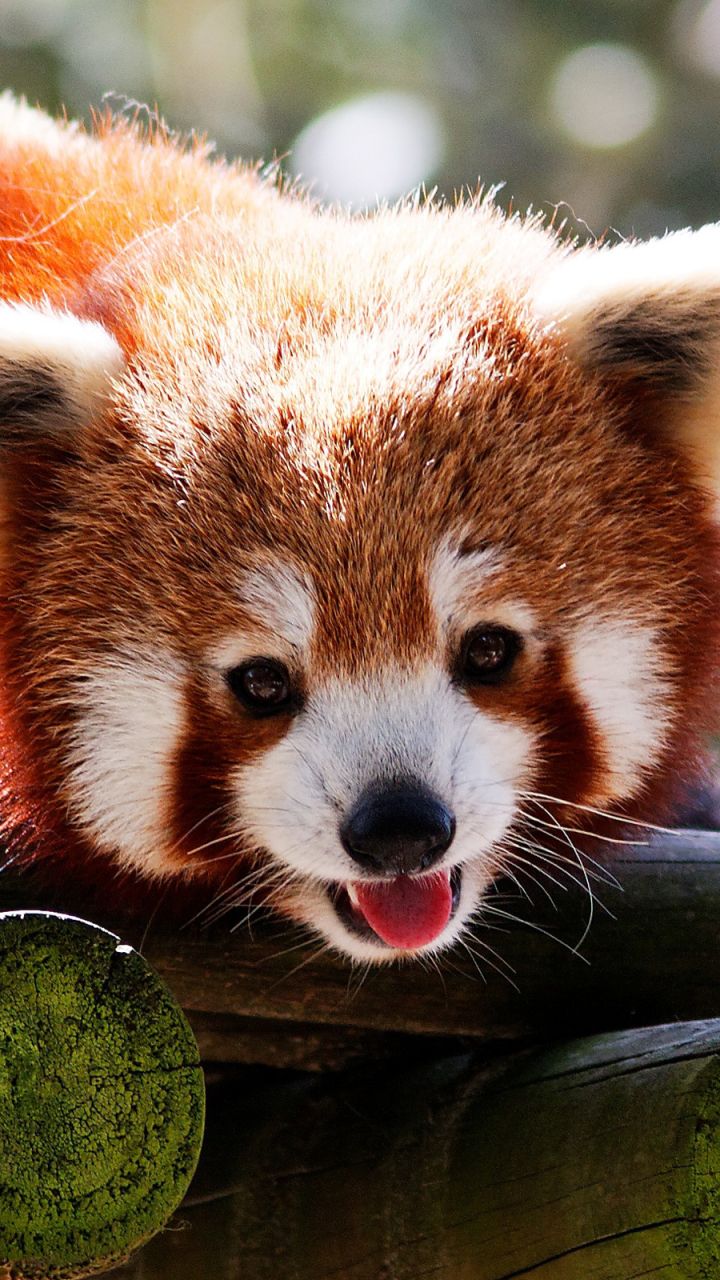 Animal Red Panda (720x1280) Wallpaper