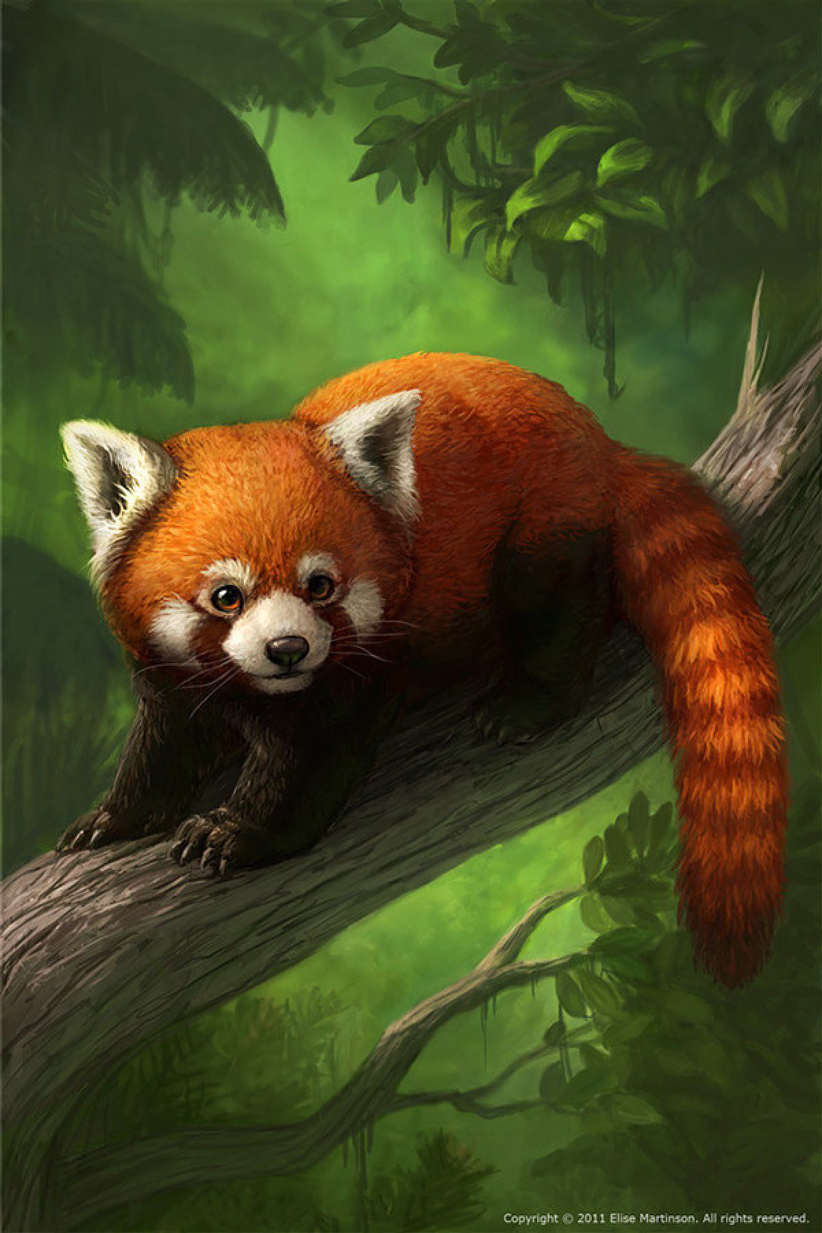Free download Red Panda Baby HQ Wallpaper for Iphone iPhone Wallpapers Site  500x888 for your Desktop Mobile  Tablet  Explore 46 Baby Red Panda  Wallpaper  Red Panda Wallpapers Red Panda