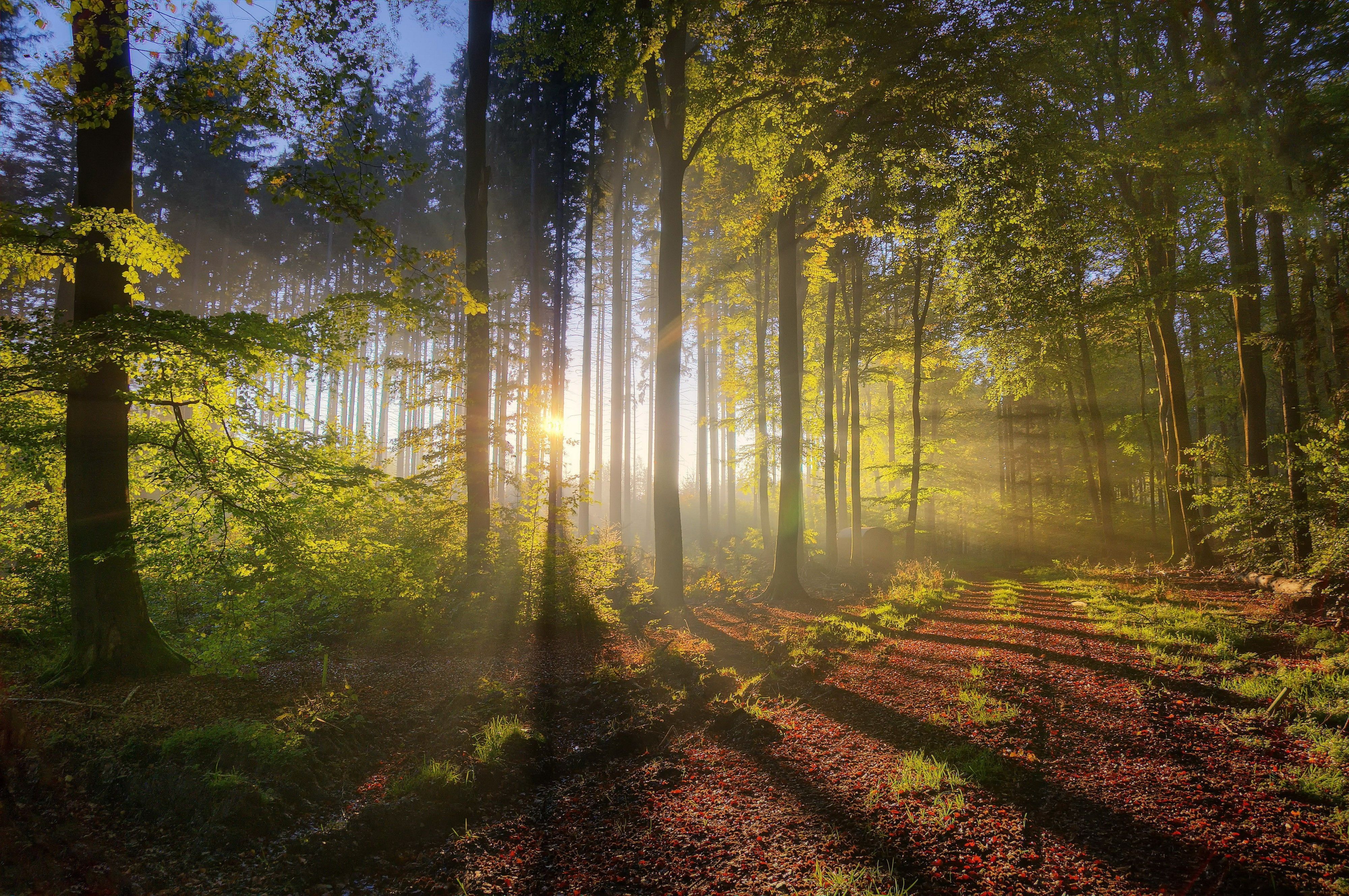 Forest Morning Light Wallpapers - Wallpaper Cave