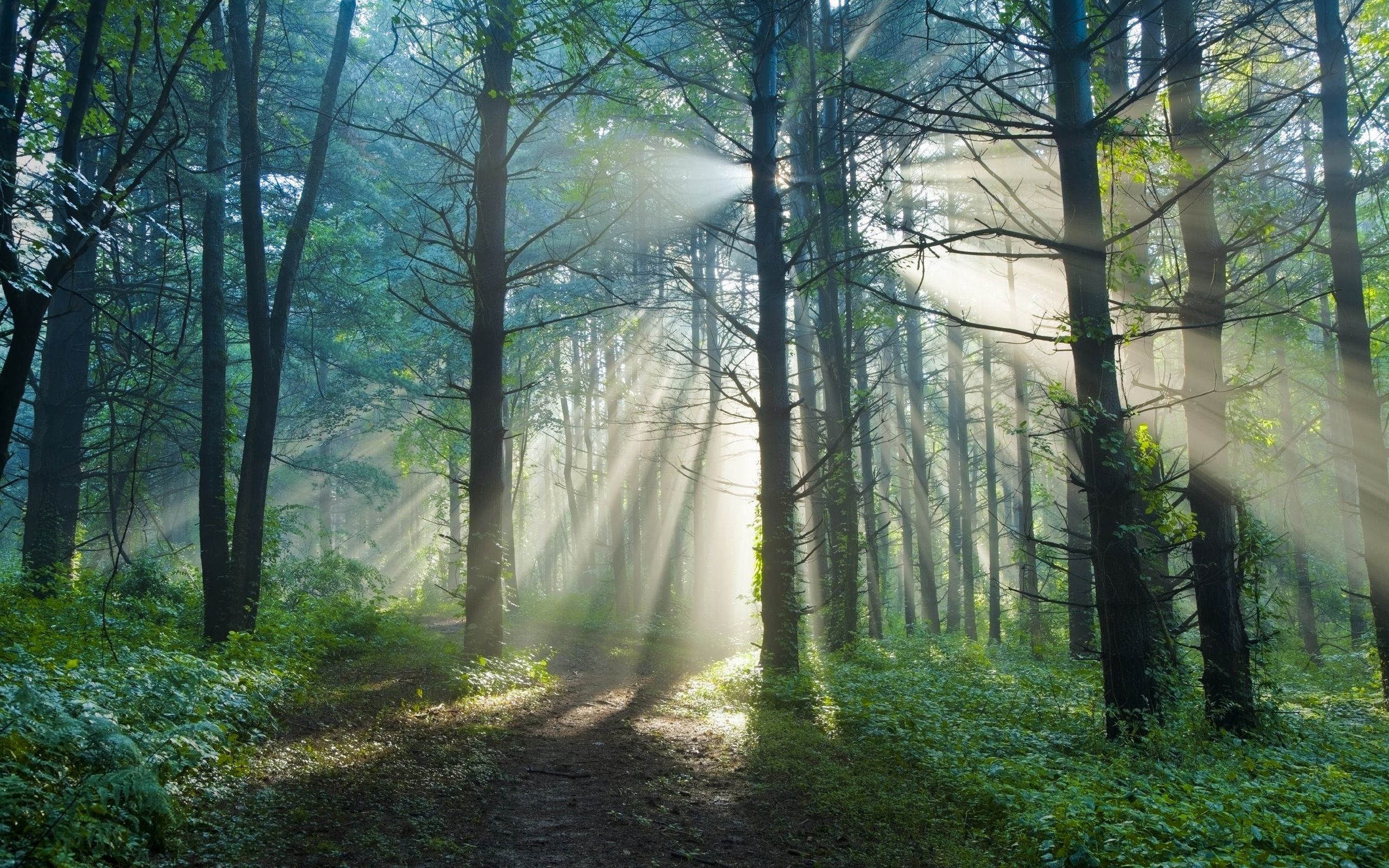 Forest Morning Light Wallpapers - Wallpaper Cave