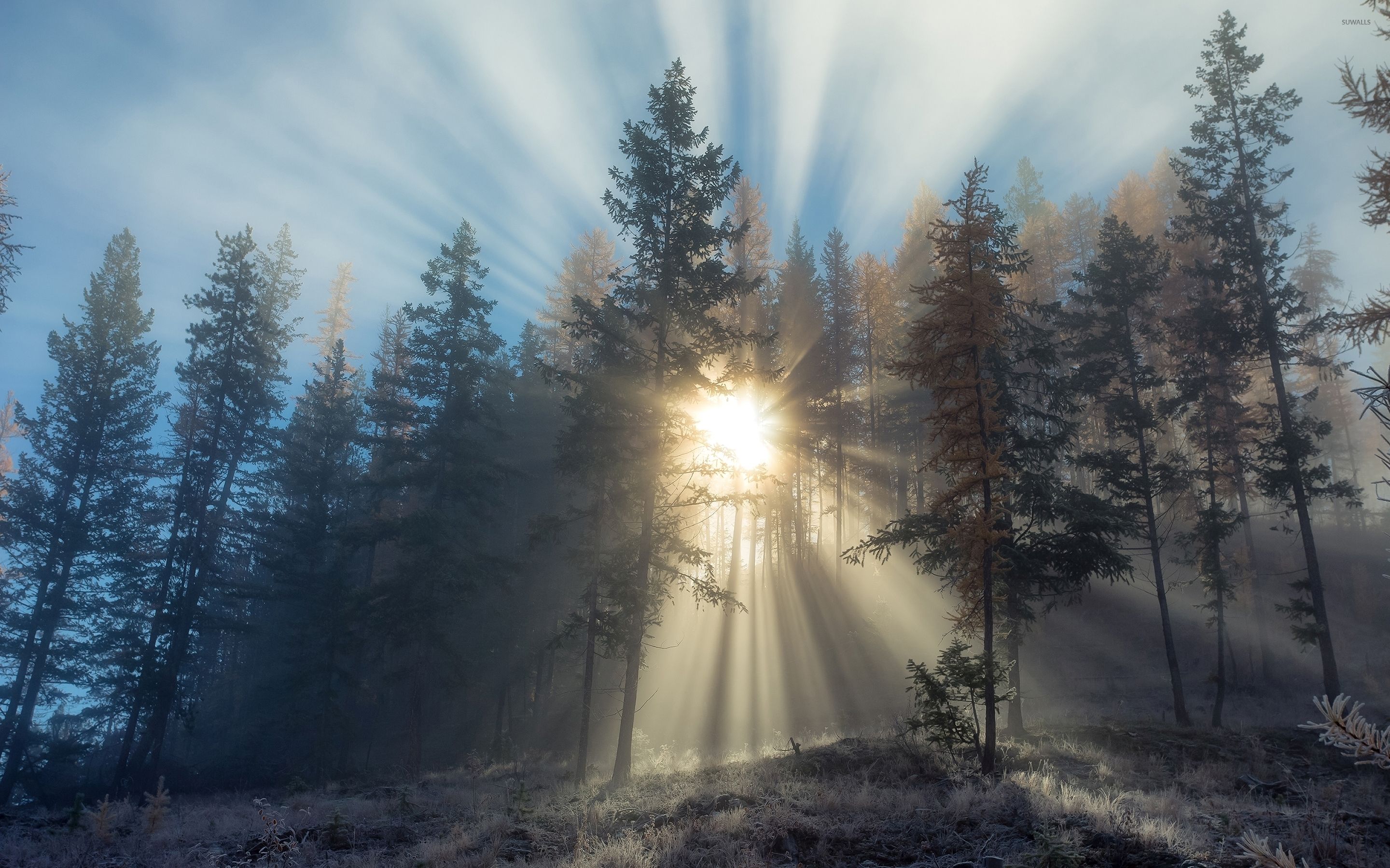 Sun Light Piercinggy Forest Image Forest