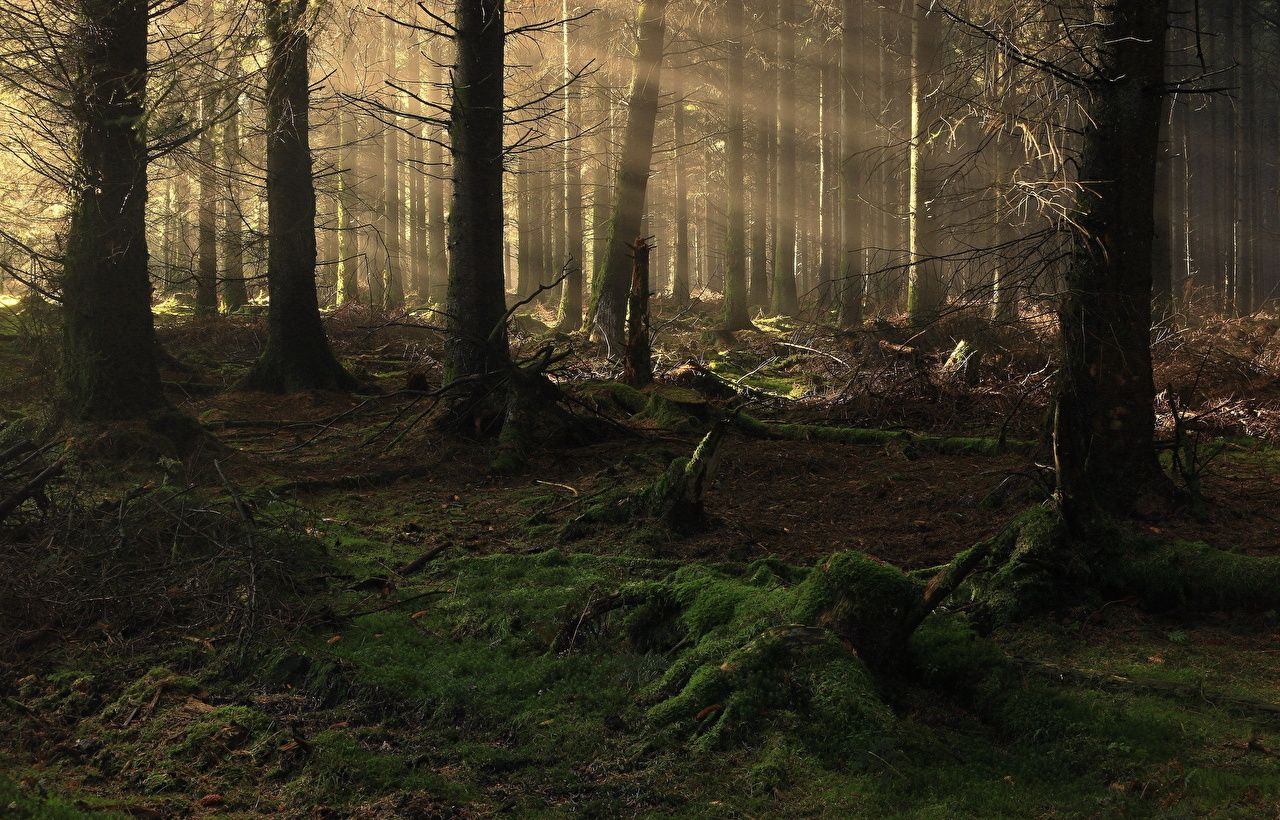 Desktop Wallpaper Rays of light Fog Nature Morning Forests Moss
