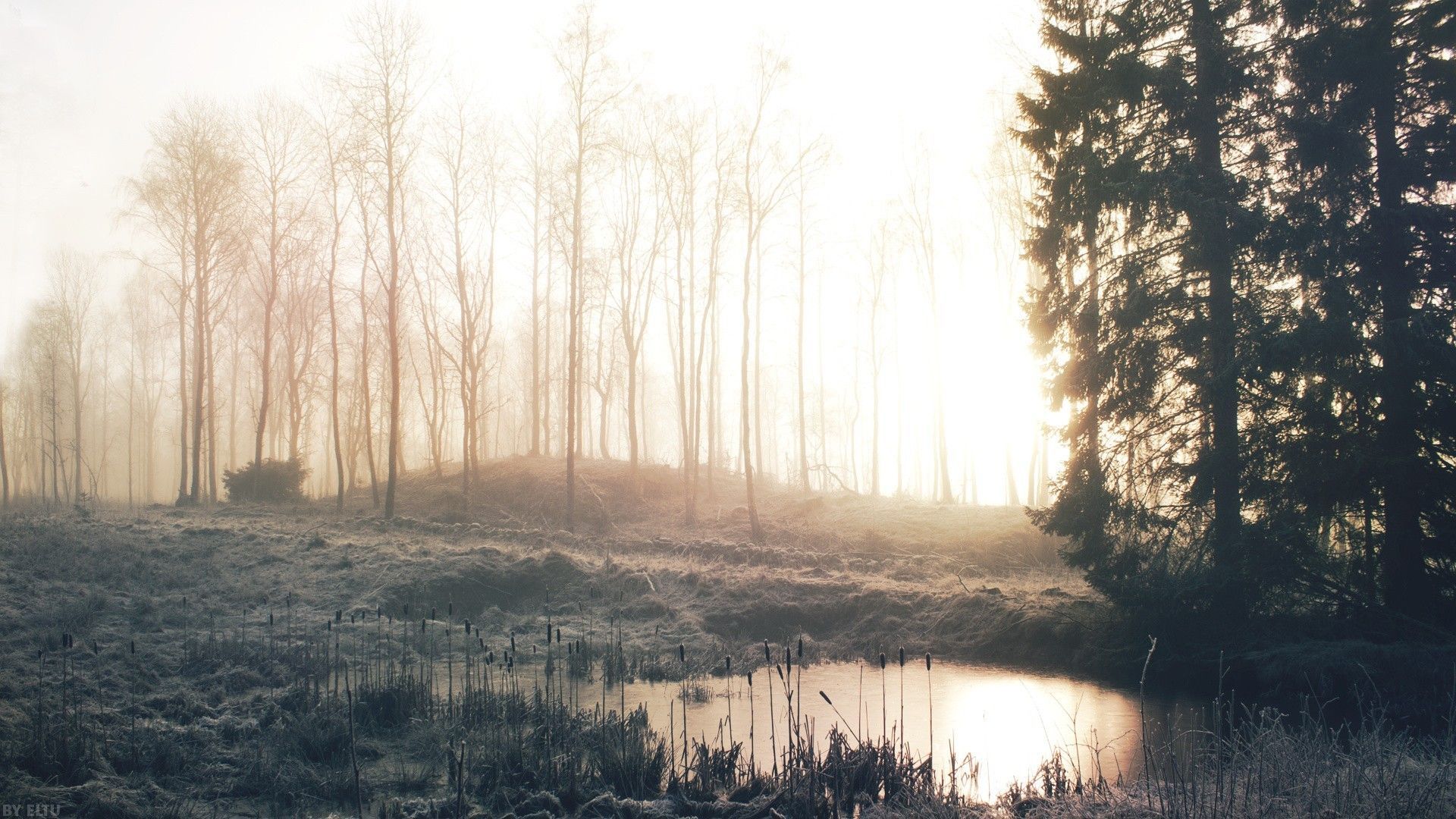 mist, #morning, #forest, #creeks, #lights, wallpaper. Nature