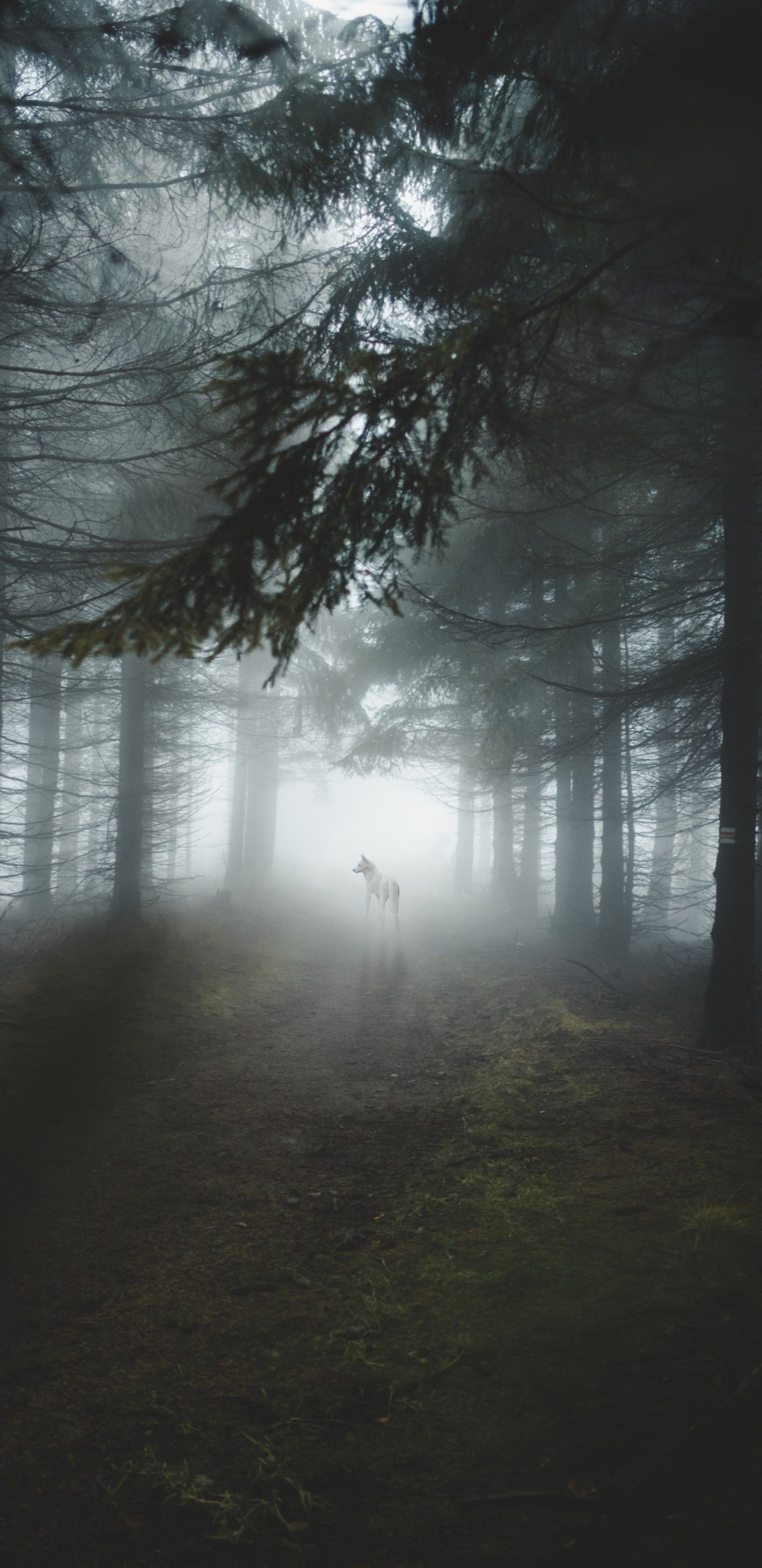Download 1440x2960 White Wolf, Majestic, Forest, Trees, Foggy