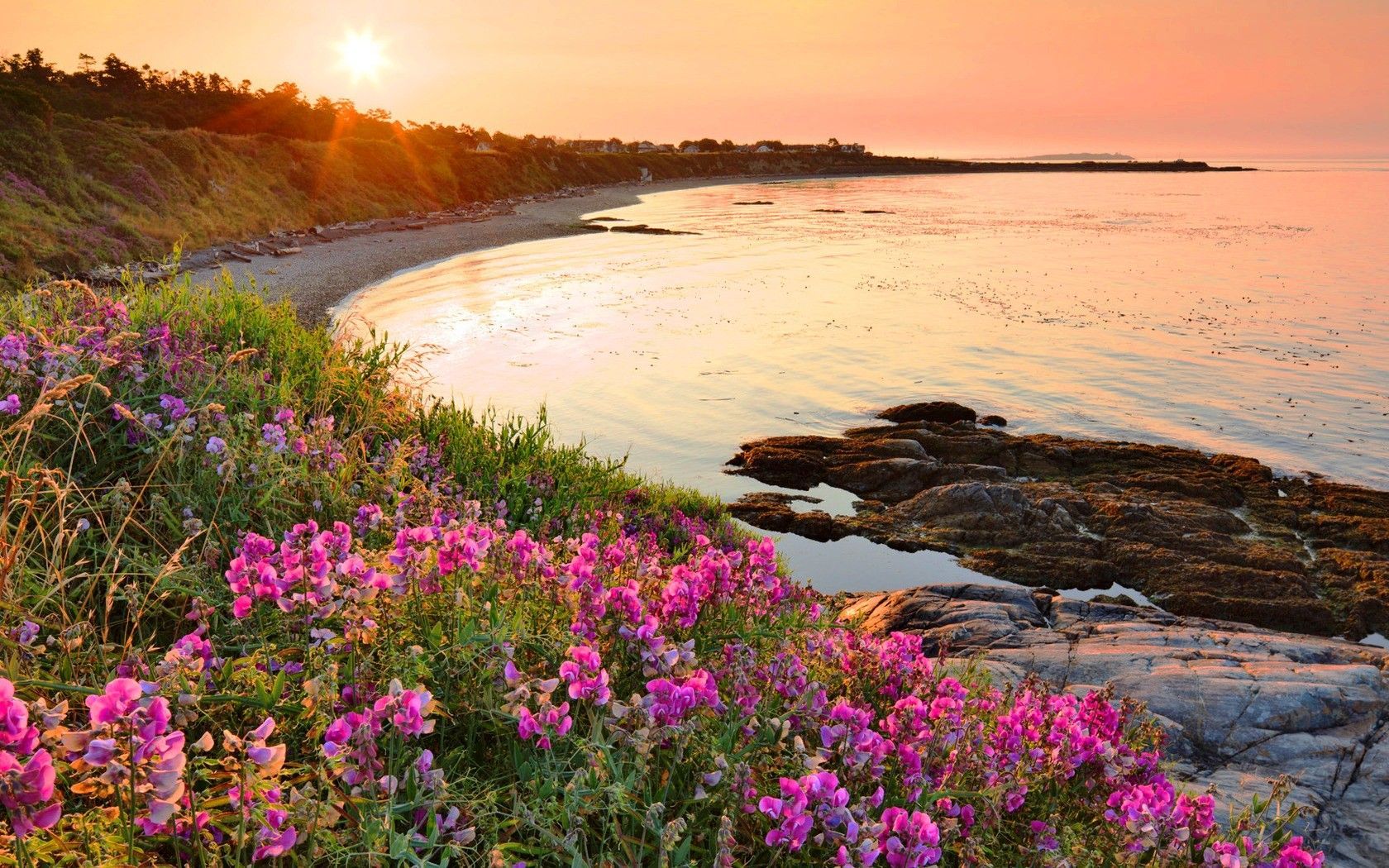 20 Outstanding beach flower desktop wallpaper You Can Get It free ...