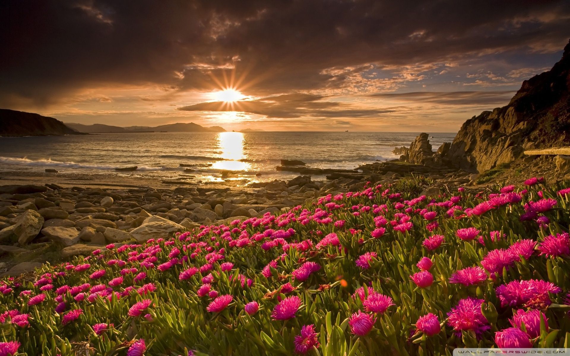 Beach Flowers Wallpapers - Wallpaper Cave