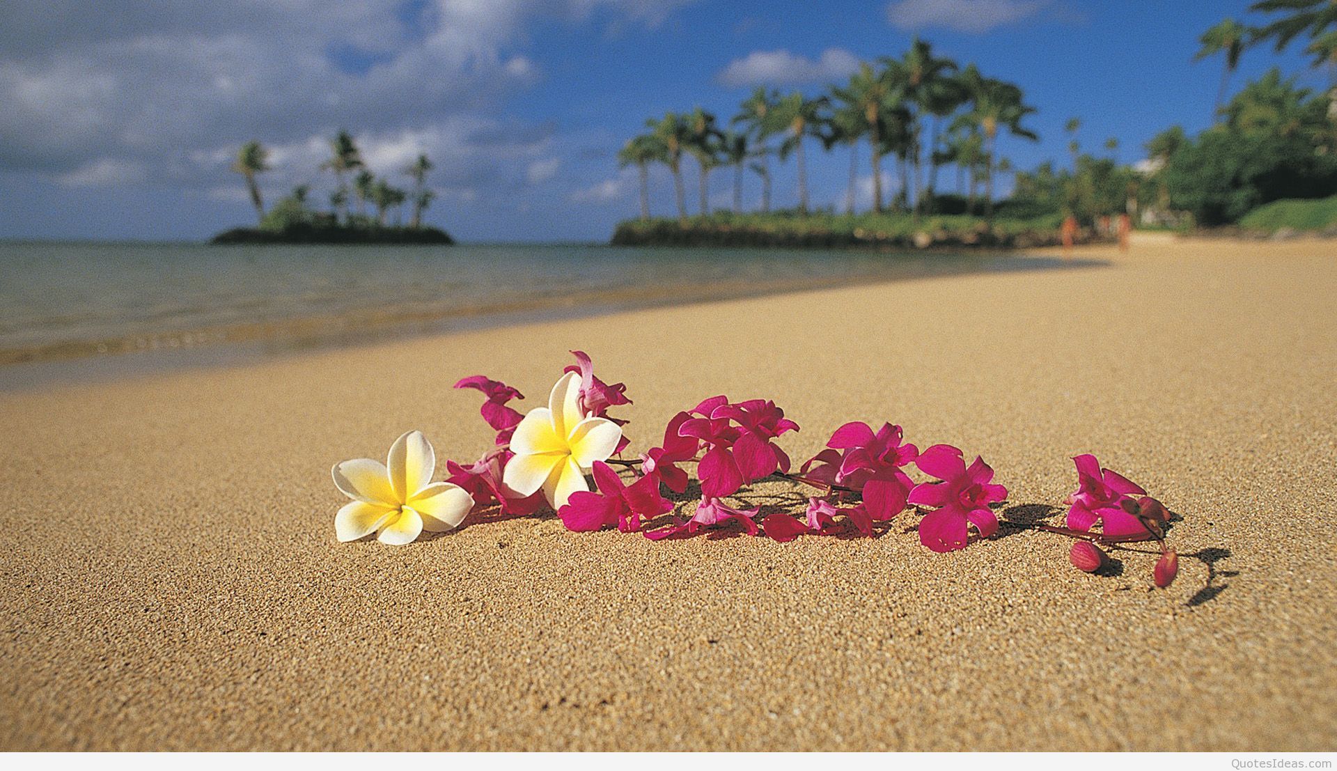 Romantic Summer Flowers On The Beach Wallpaper Background Wallpaper & Background Download
