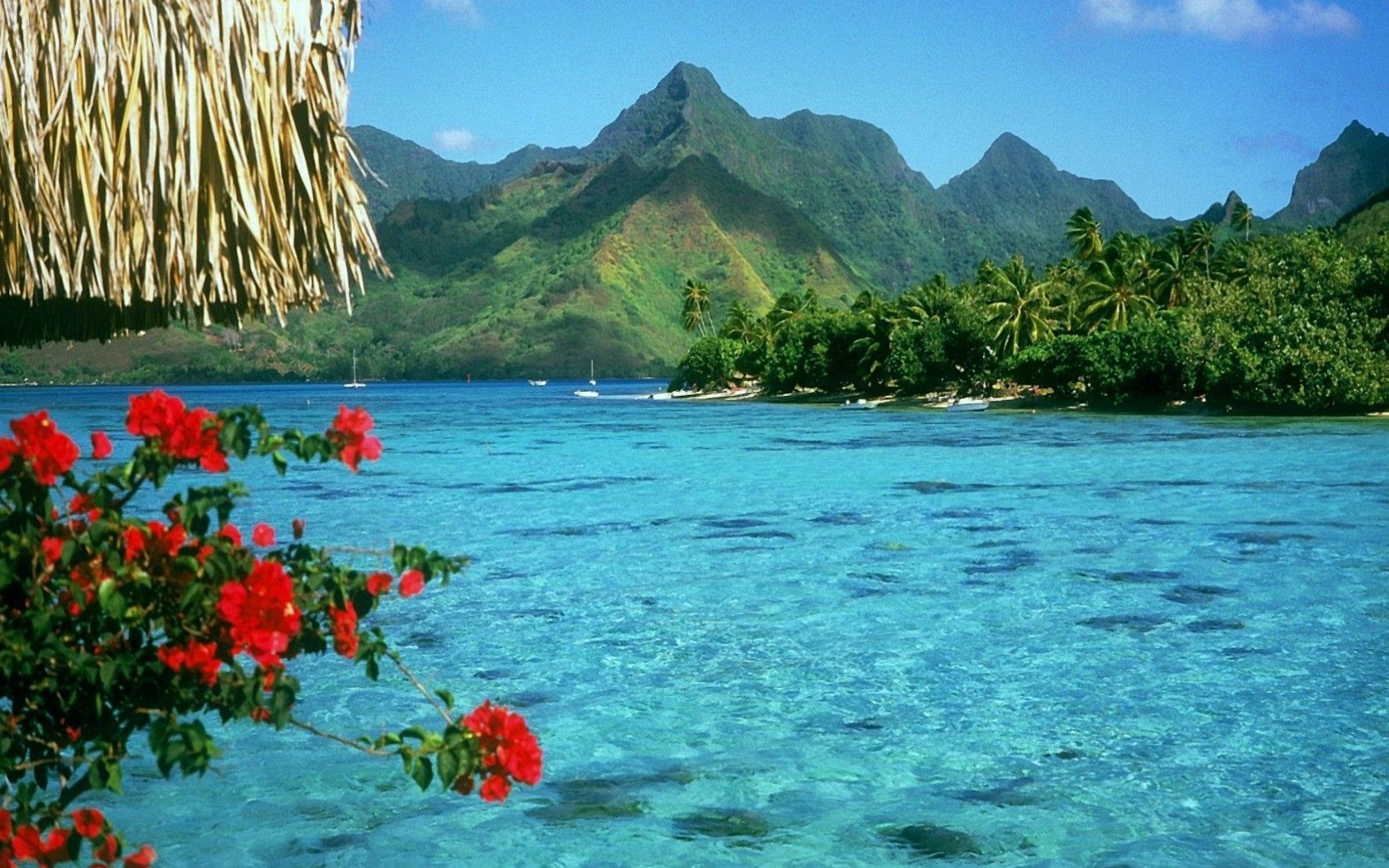 Beach Flowers Wallpapers - Wallpaper Cave