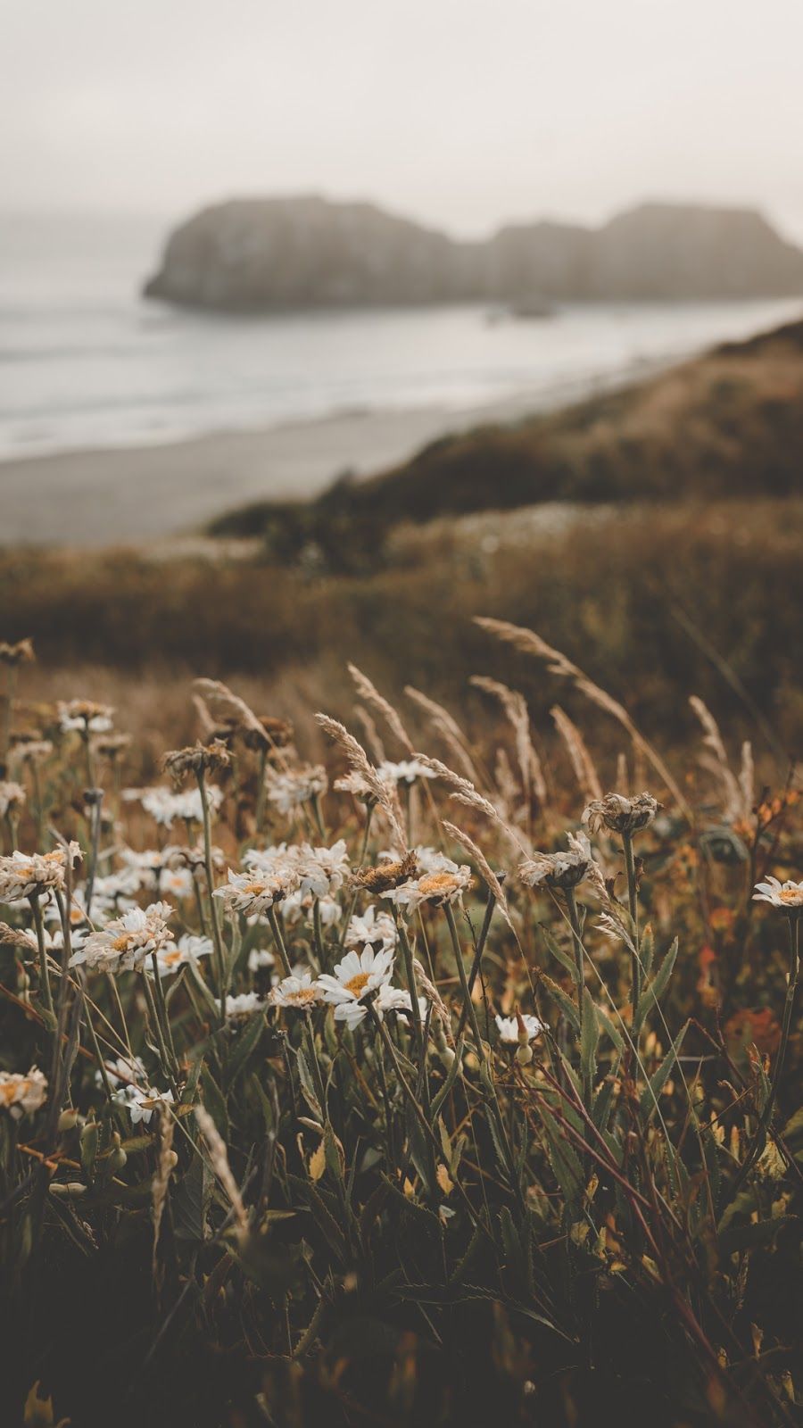 Flowers at the Beach. Aesthetic wallpaper, Nature aesthetic