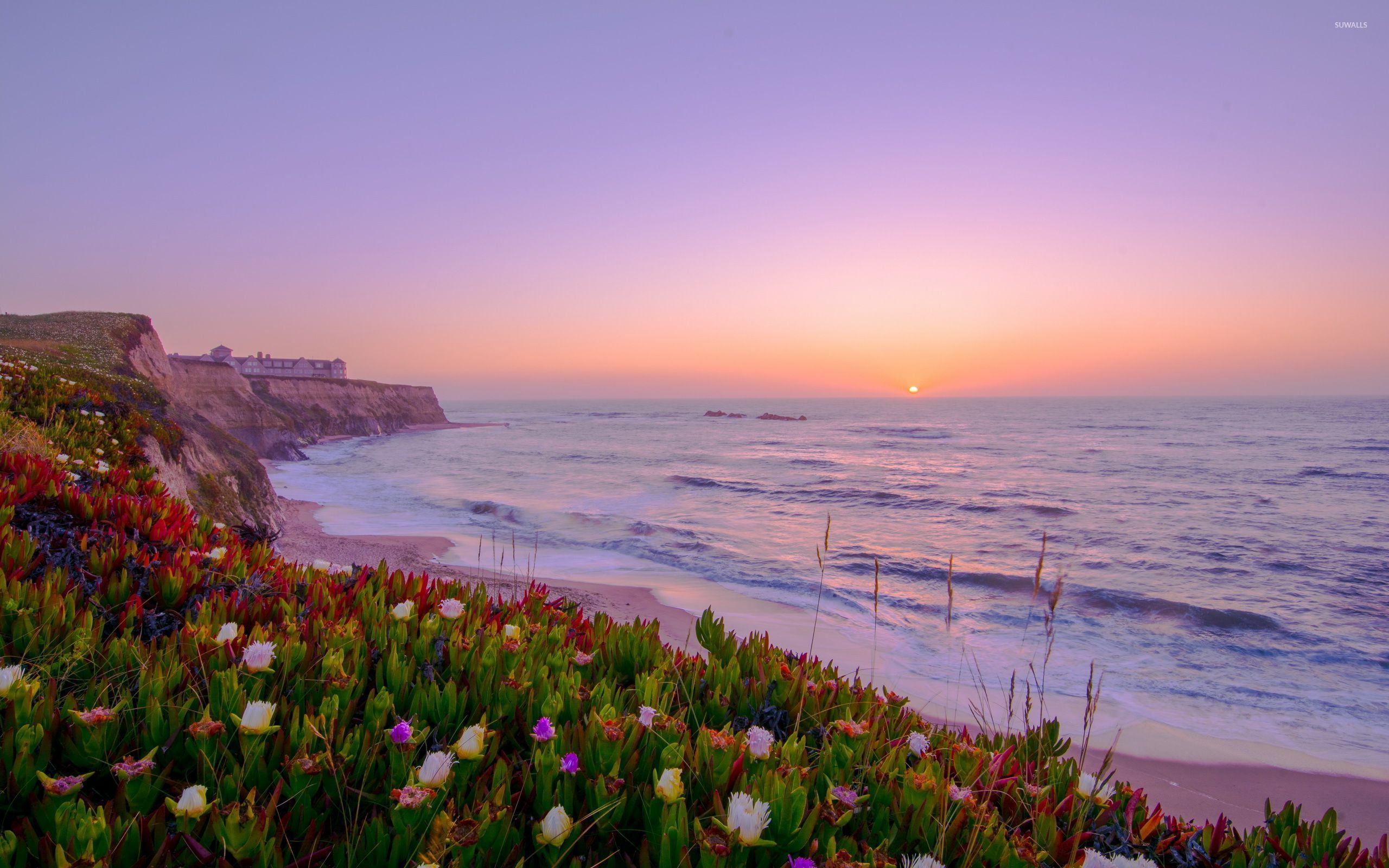 Sunset above a coast filled with colorful flowers wallpaper wallpaper