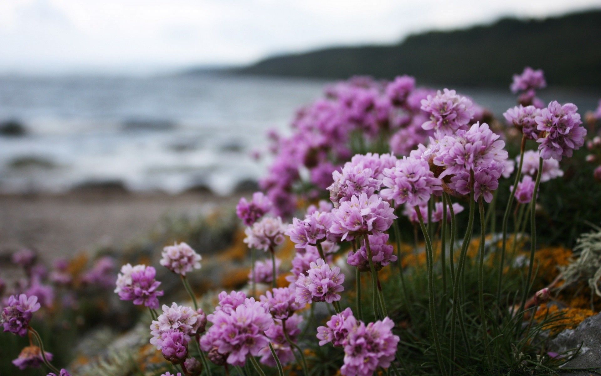 Pink Small Flowers On The Beach
