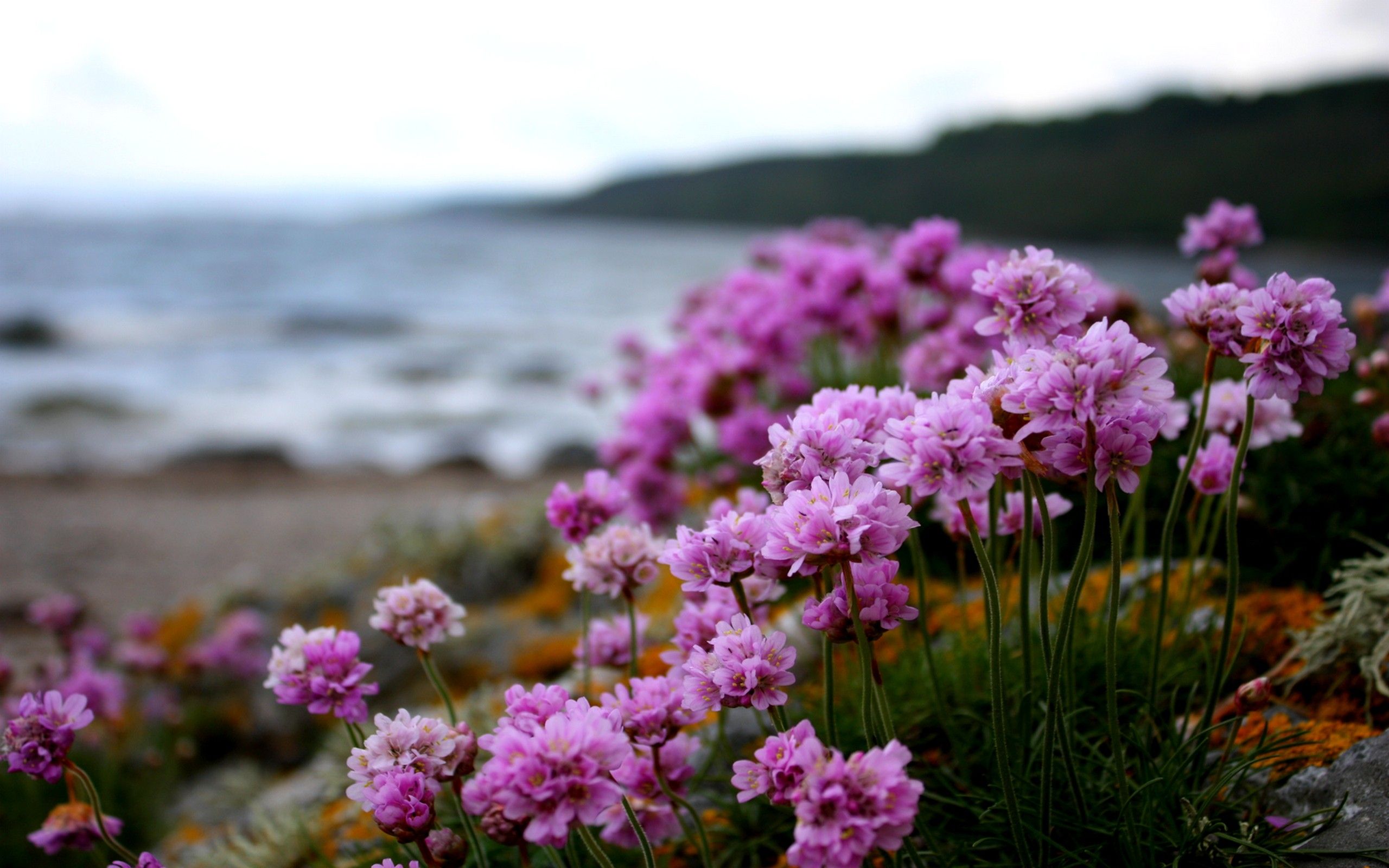 Pink Beach Flowers Blooms Blossoms Beaches Wallpaper