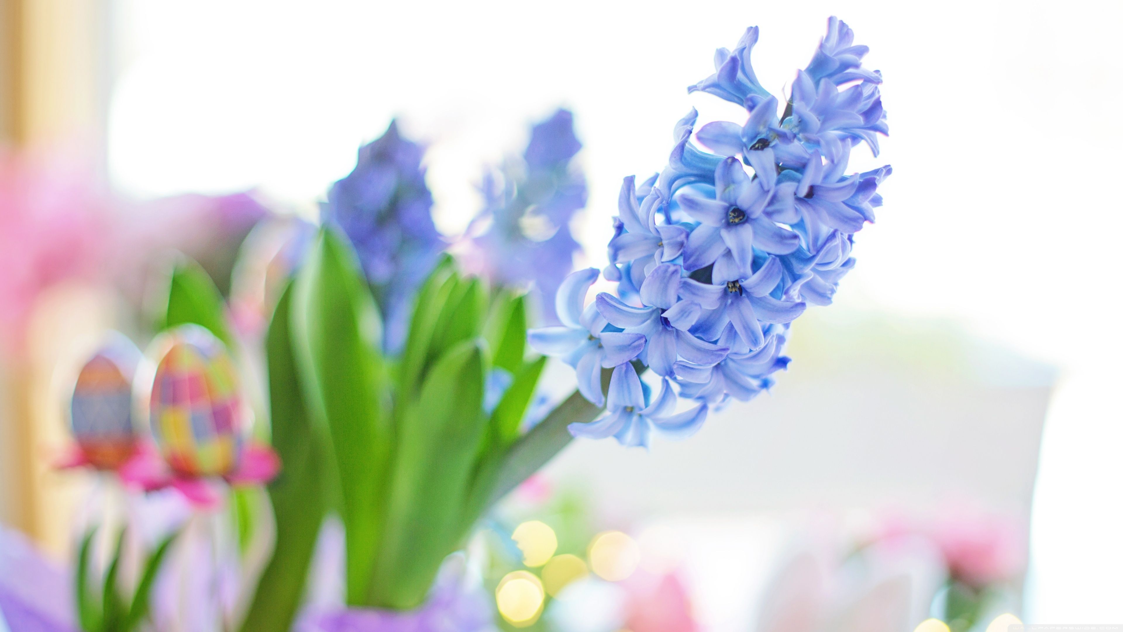 Easter 2020 Blue Hyacinth Flower, Spring Ultra HD Desktop